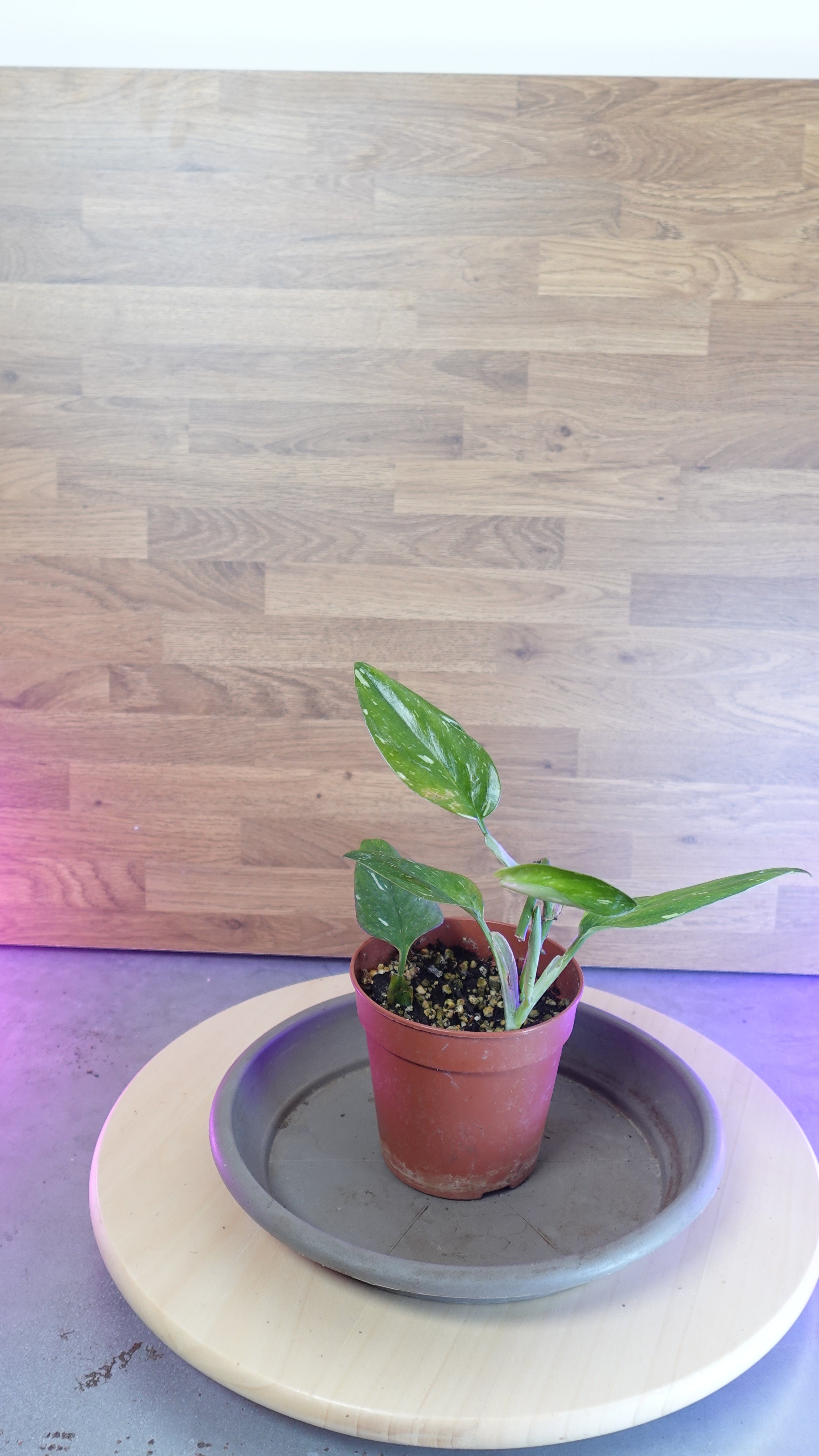 Monstera standleyana  variegata