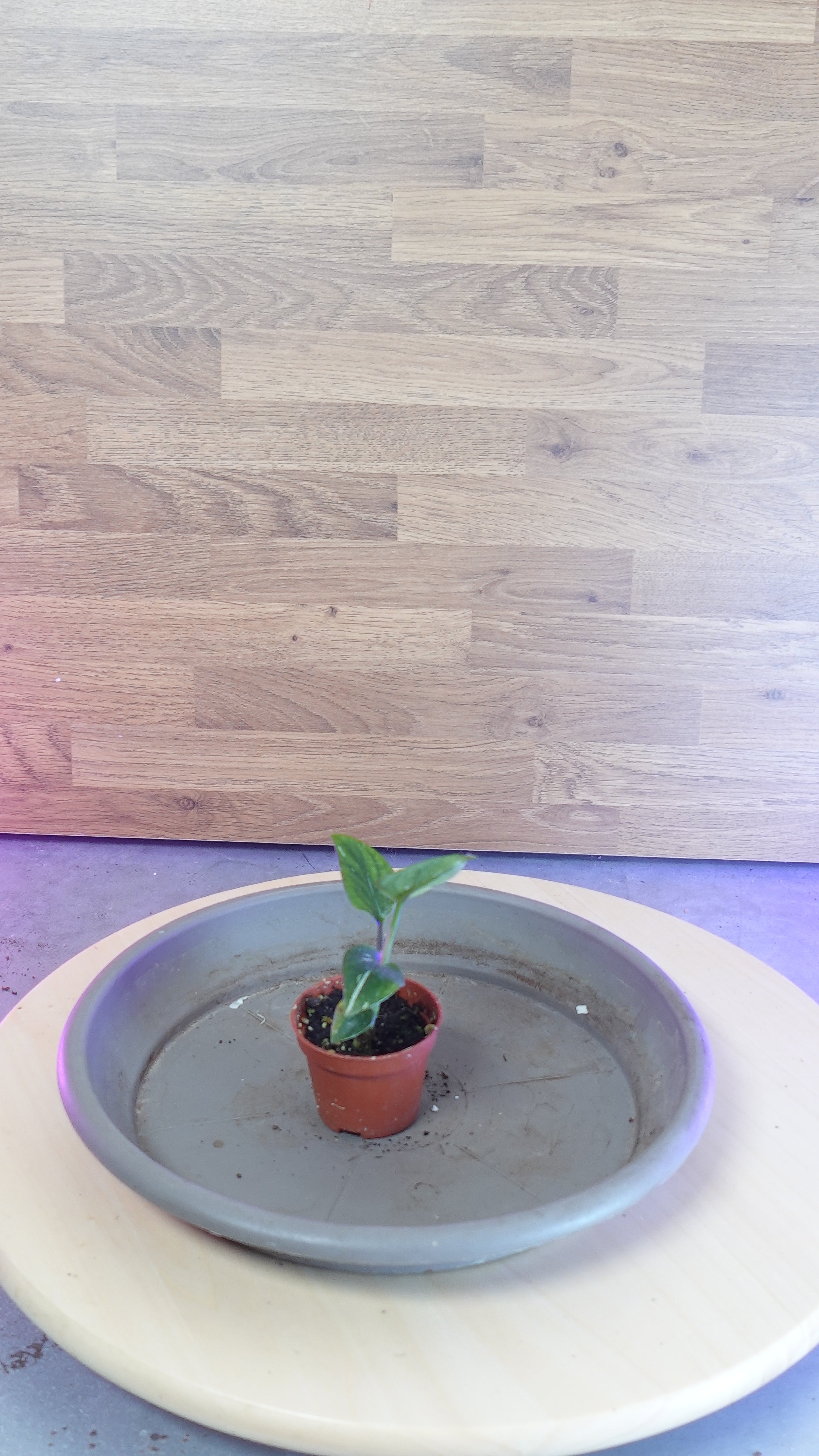 Monstera standleyana  variegata