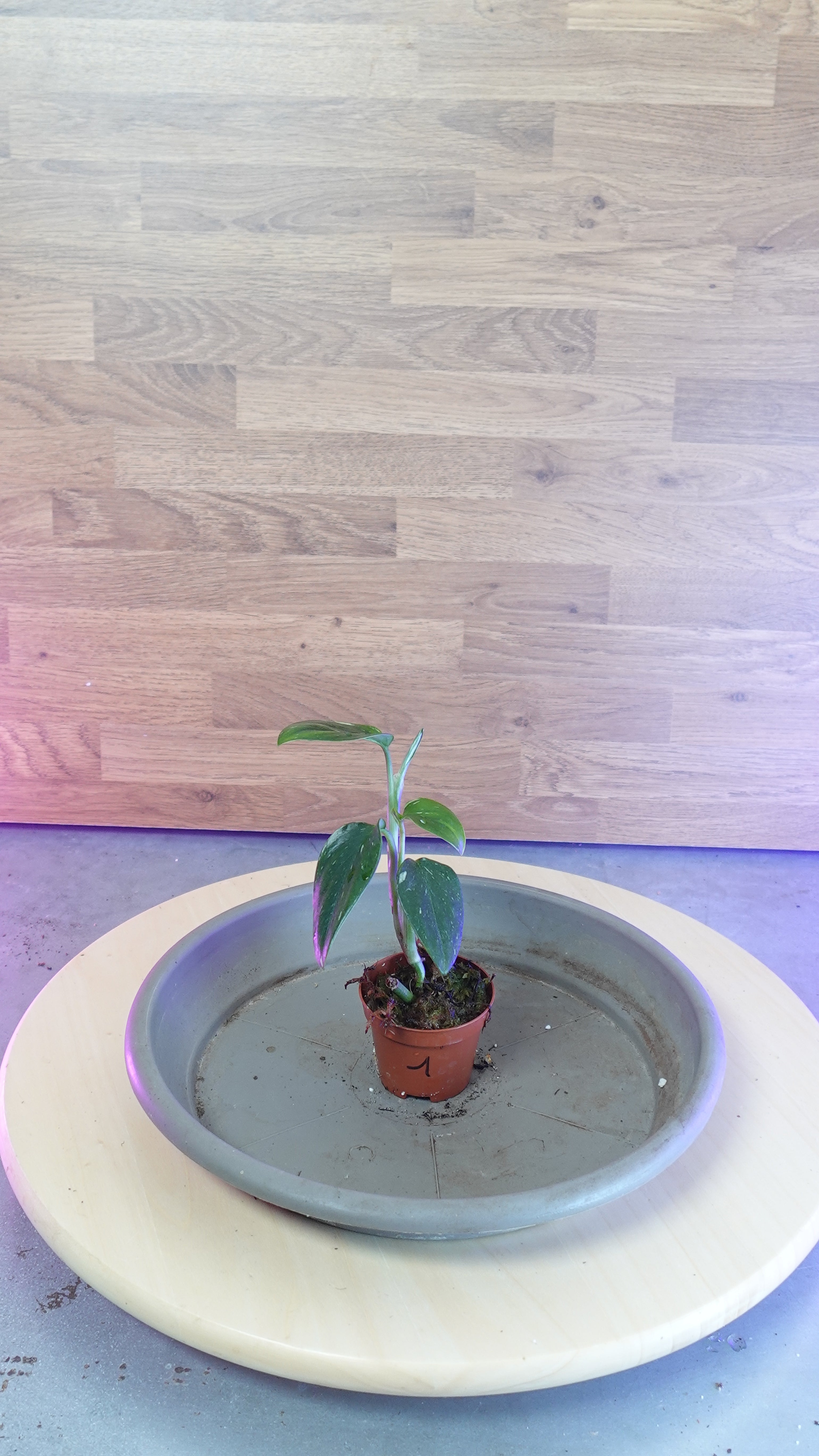 Monstera standleyana  variegata