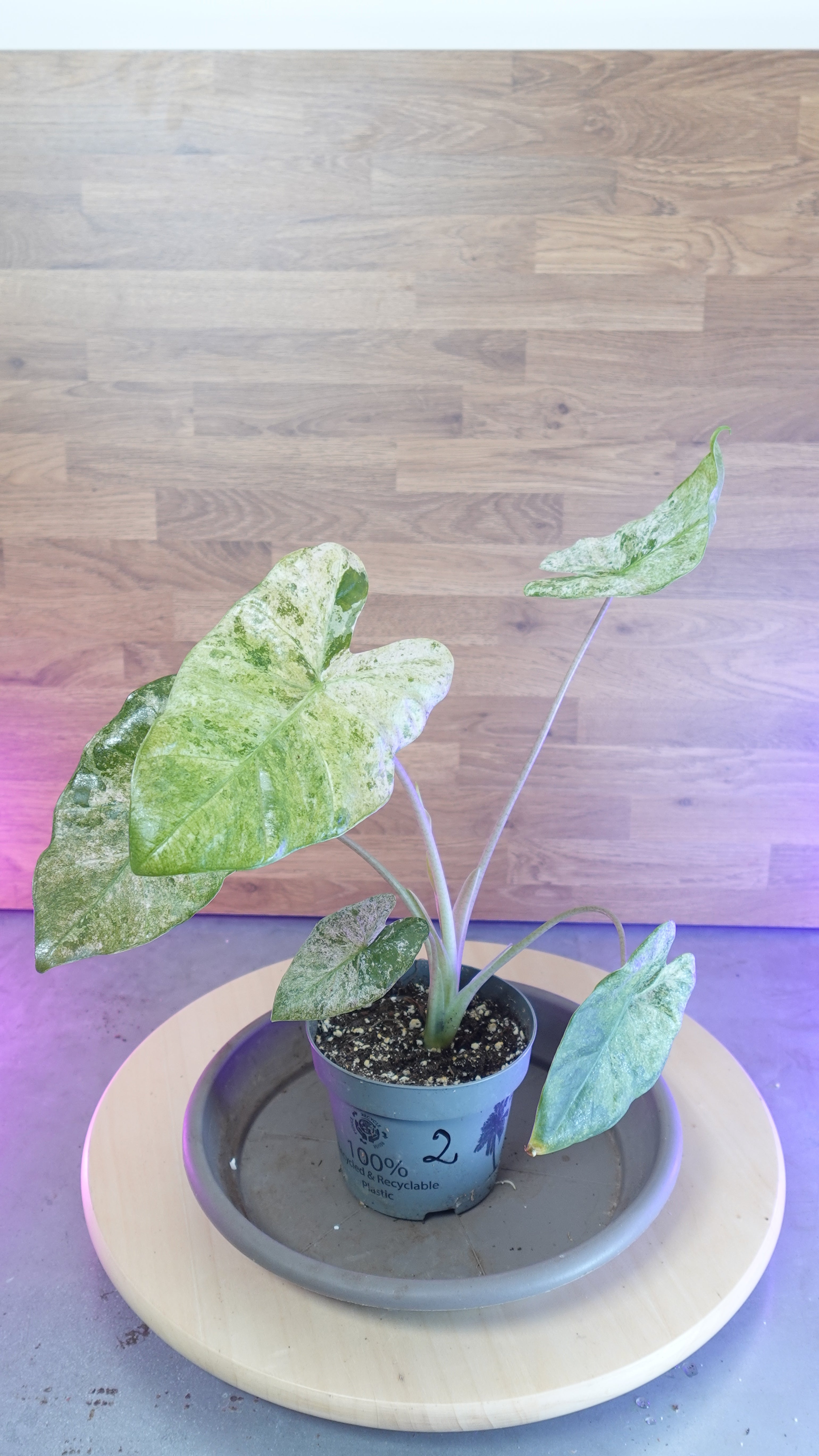 Alocasia macrorrhiza splash