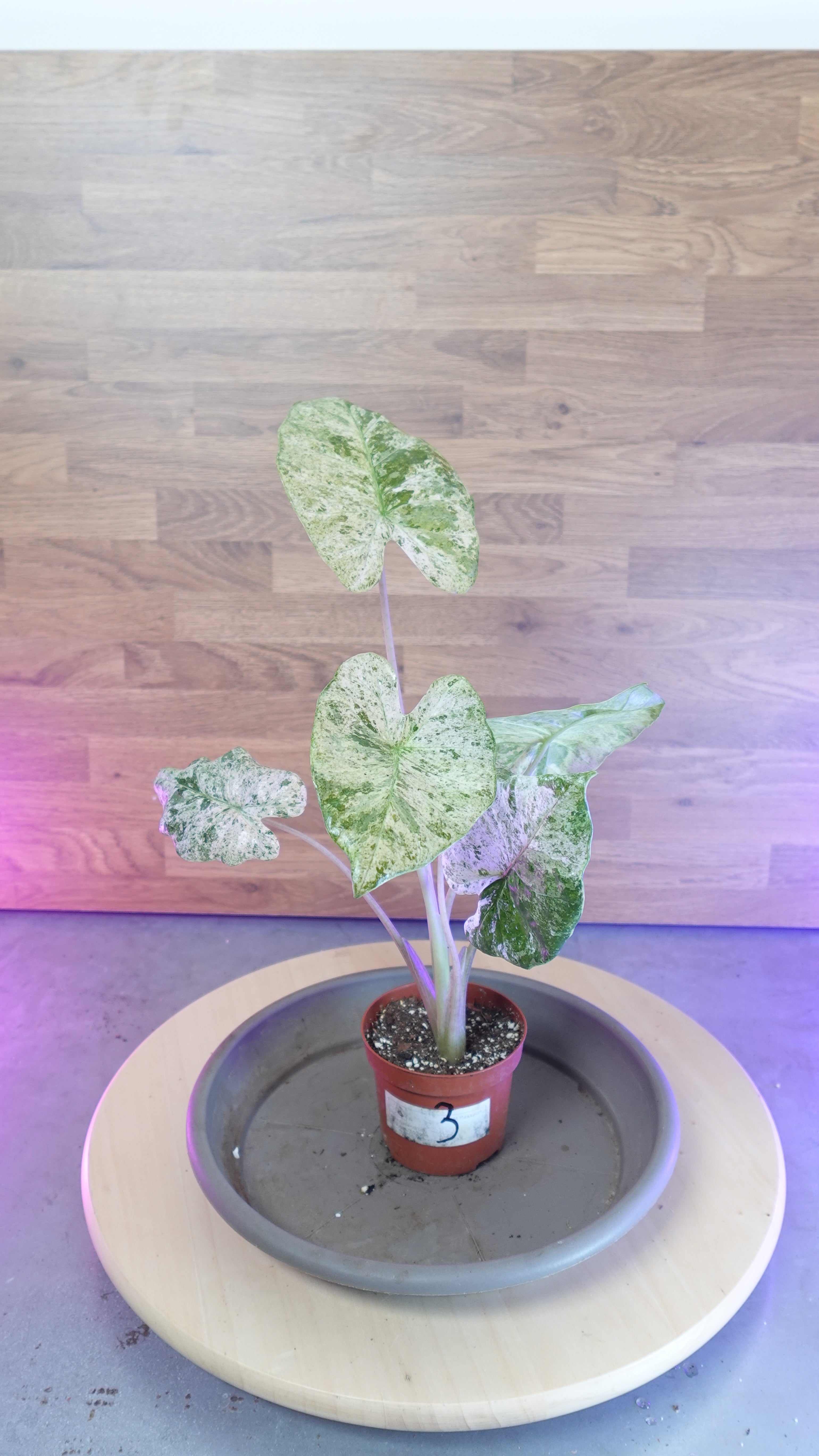 Alocasia macrorrhiza splash