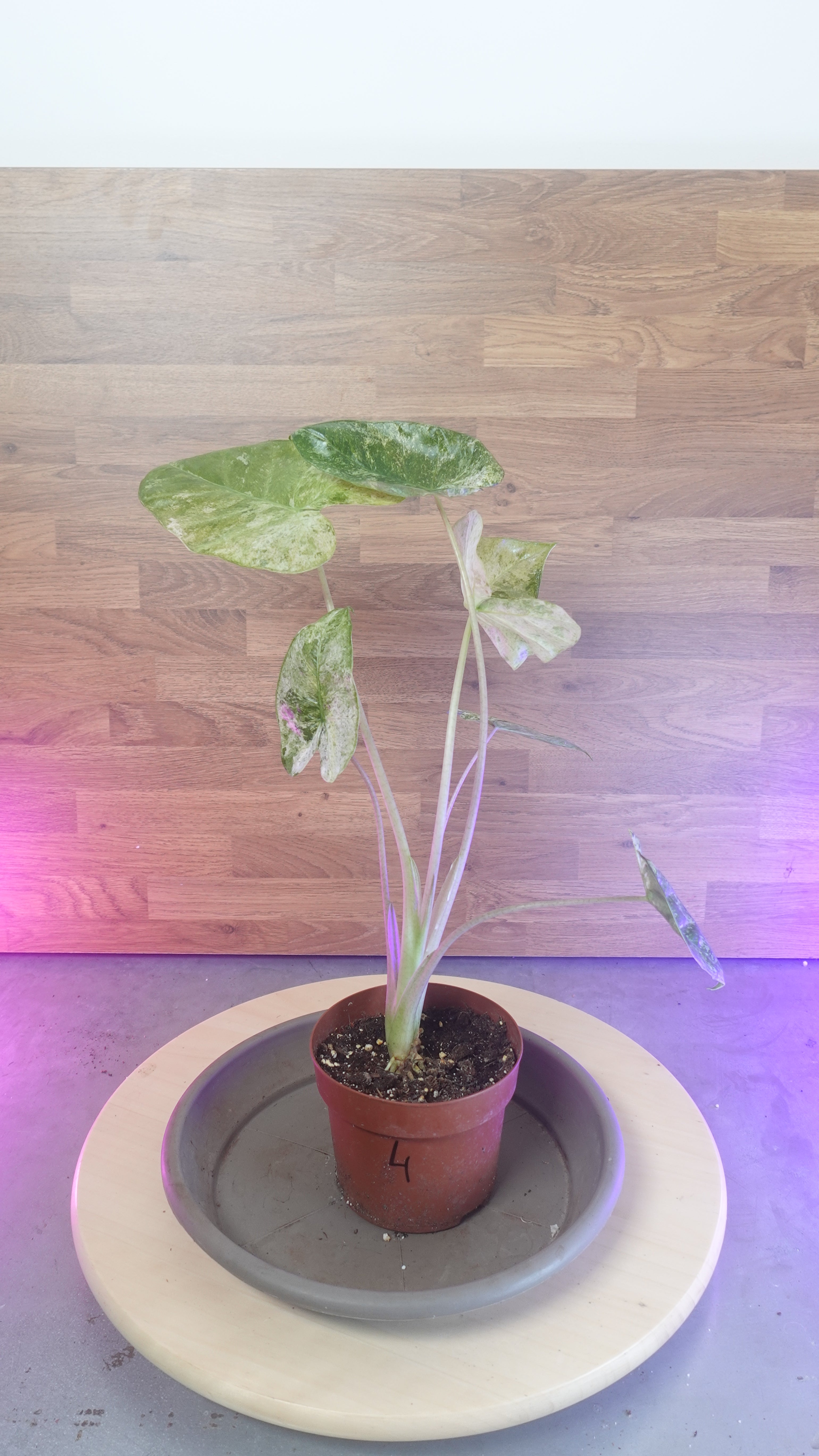 Alocasia macrorrhiza splash