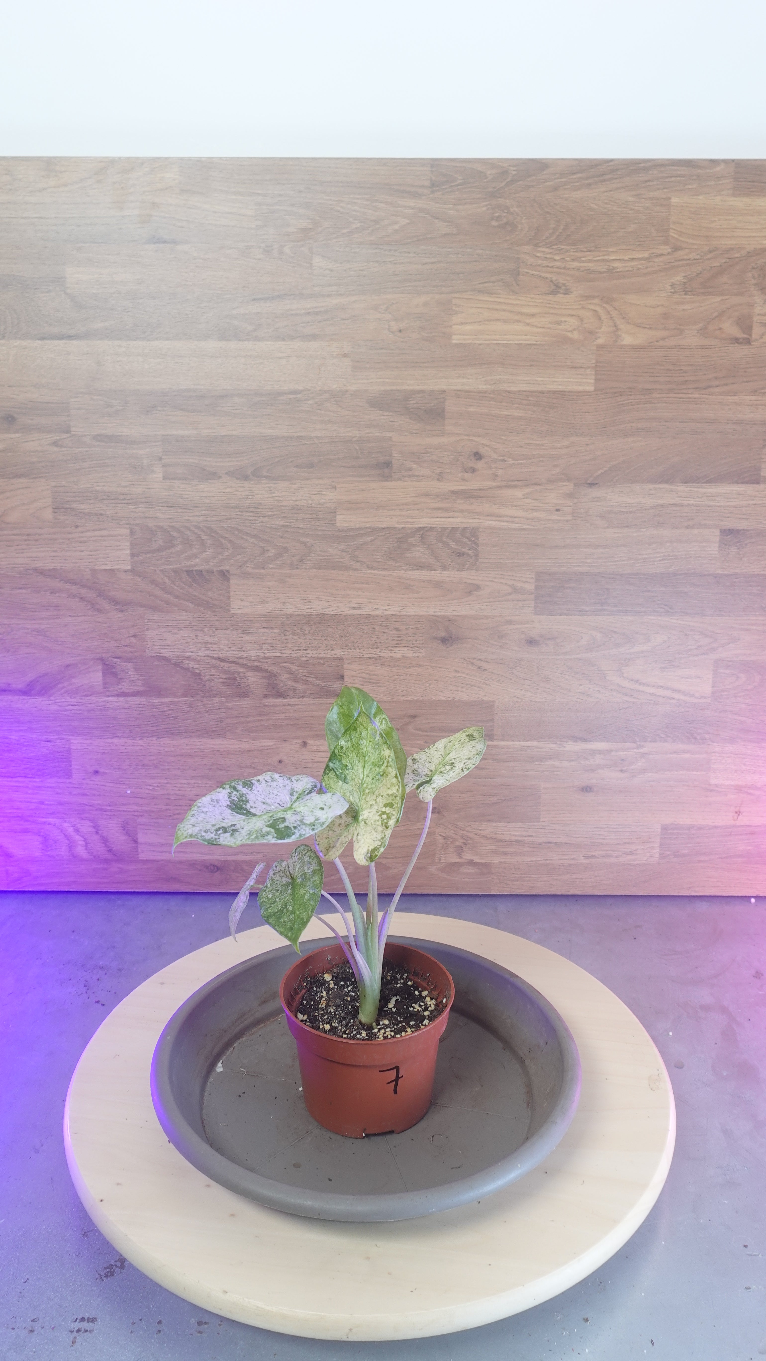 Alocasia macrorrhiza splash