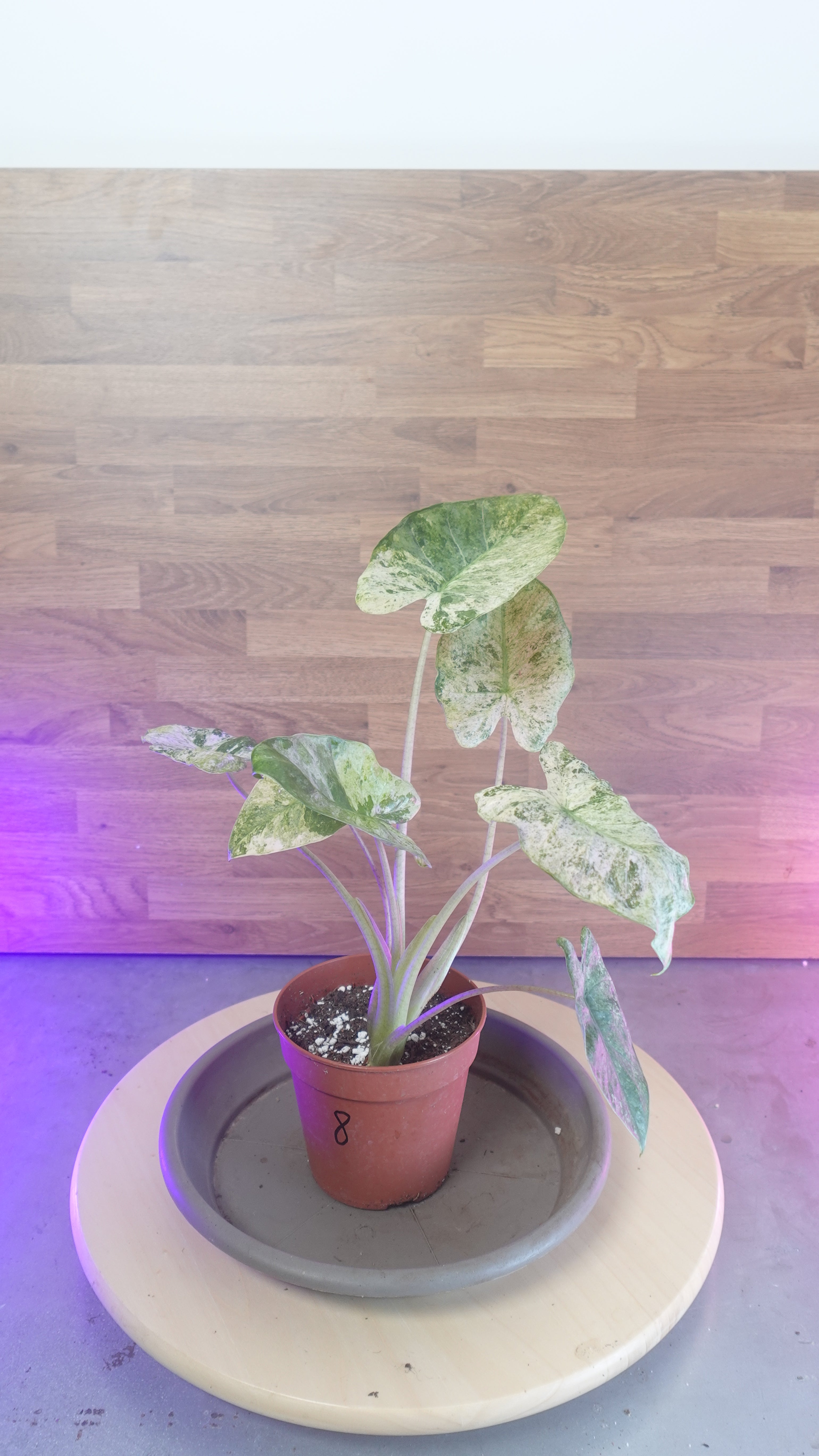 Alocasia macrorrhiza splash