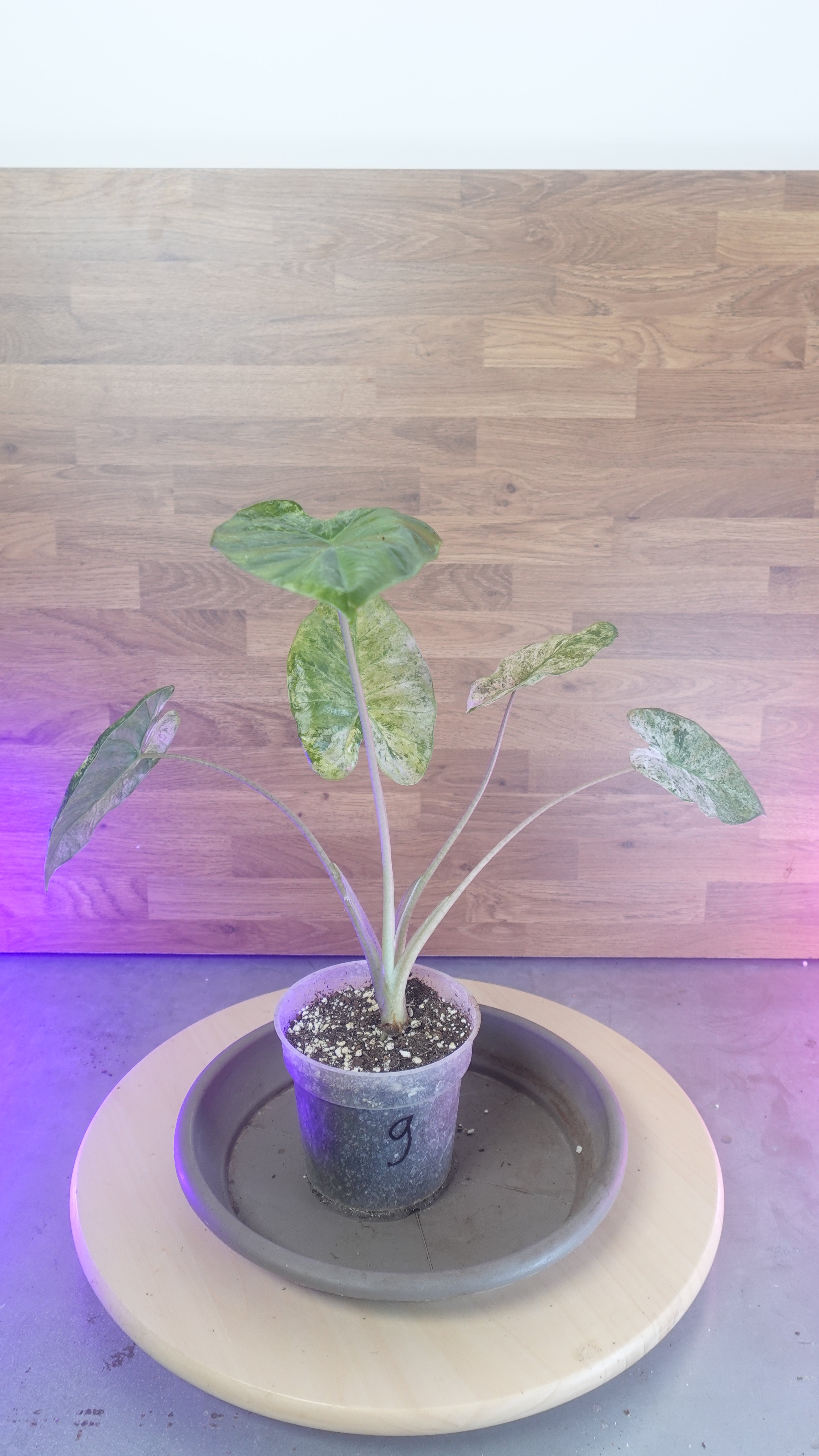 Alocasia macrorrhiza splash