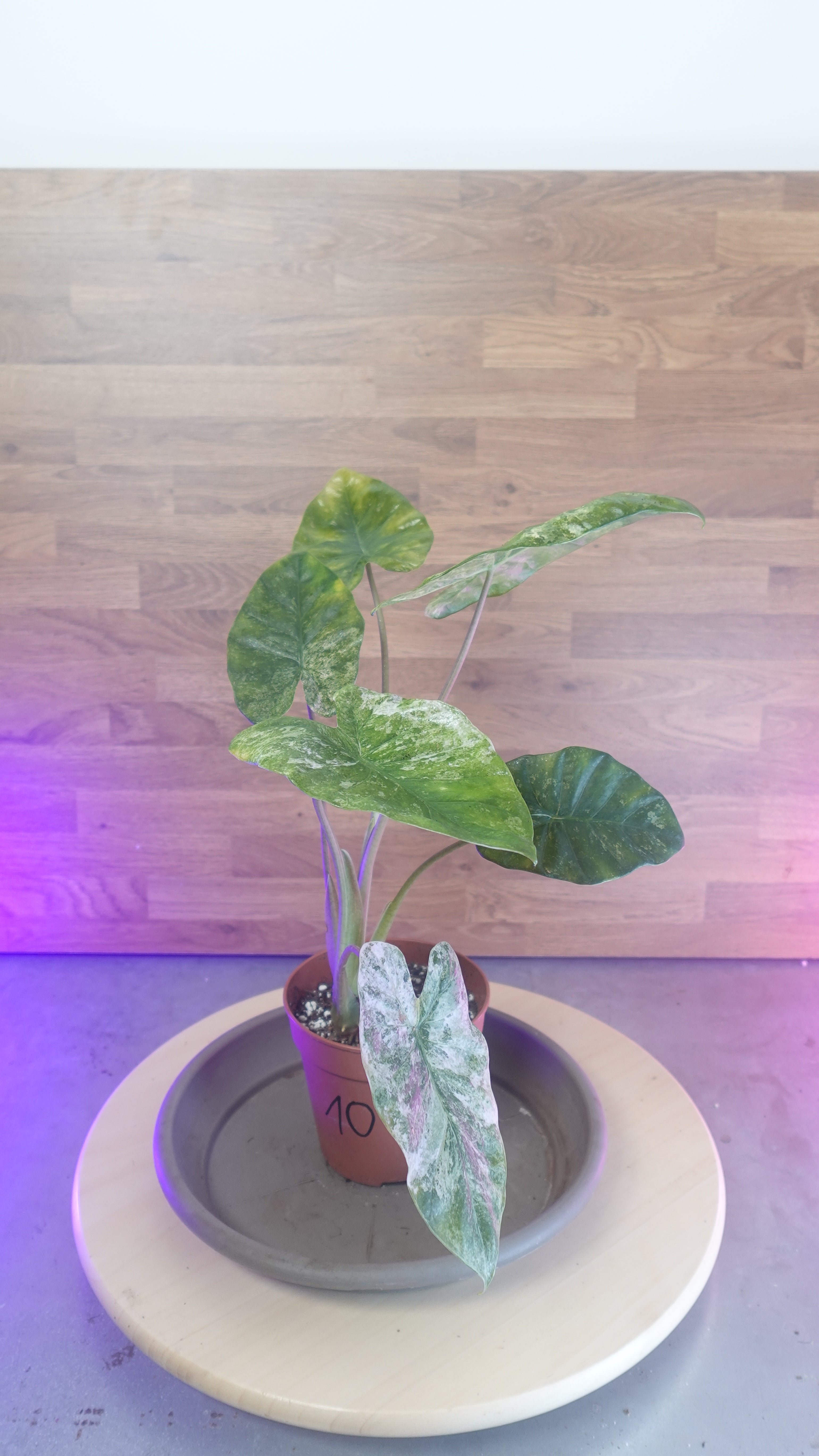 Alocasia macrorrhiza splash