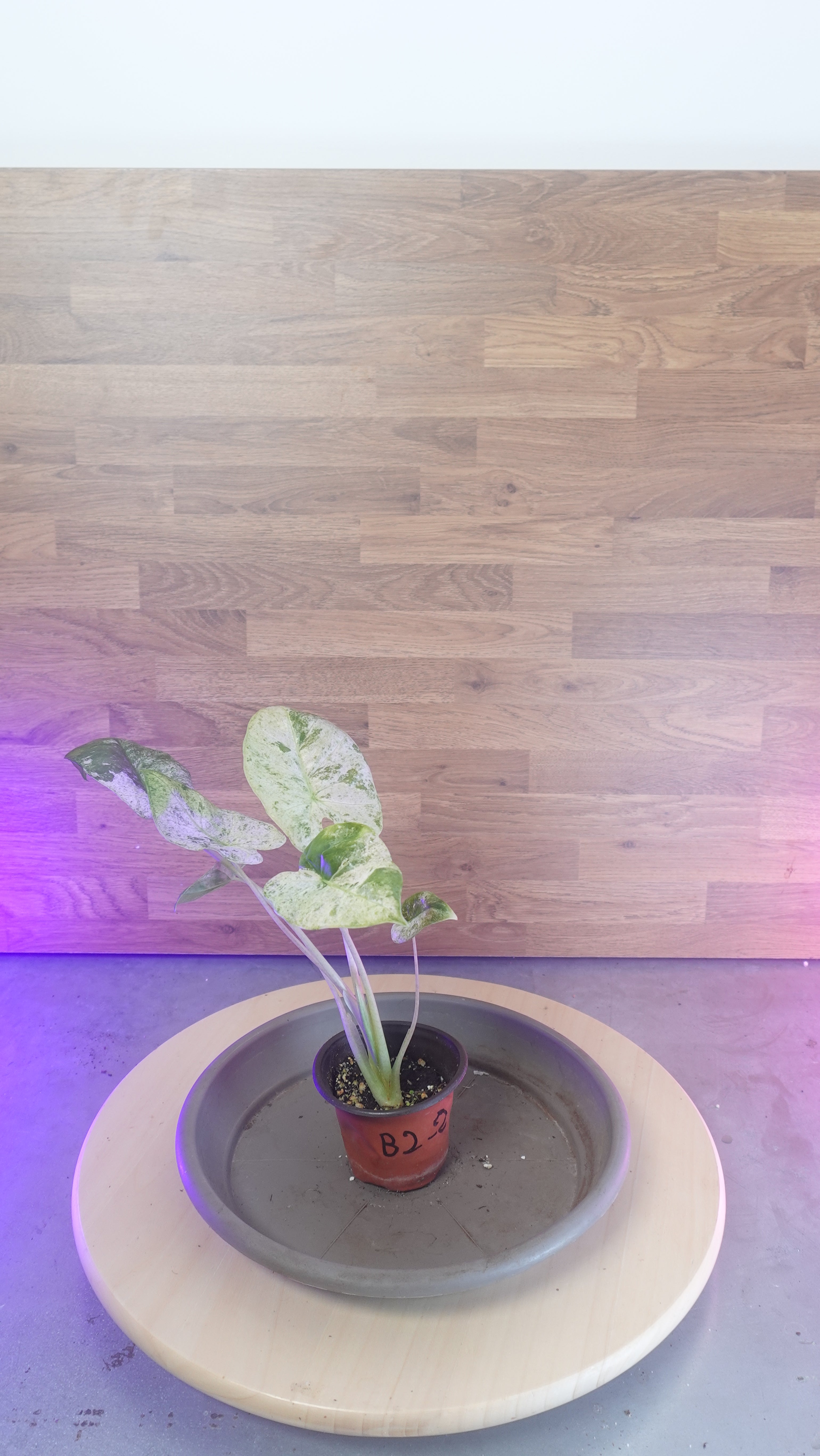 Alocasia macrorrhiza splash