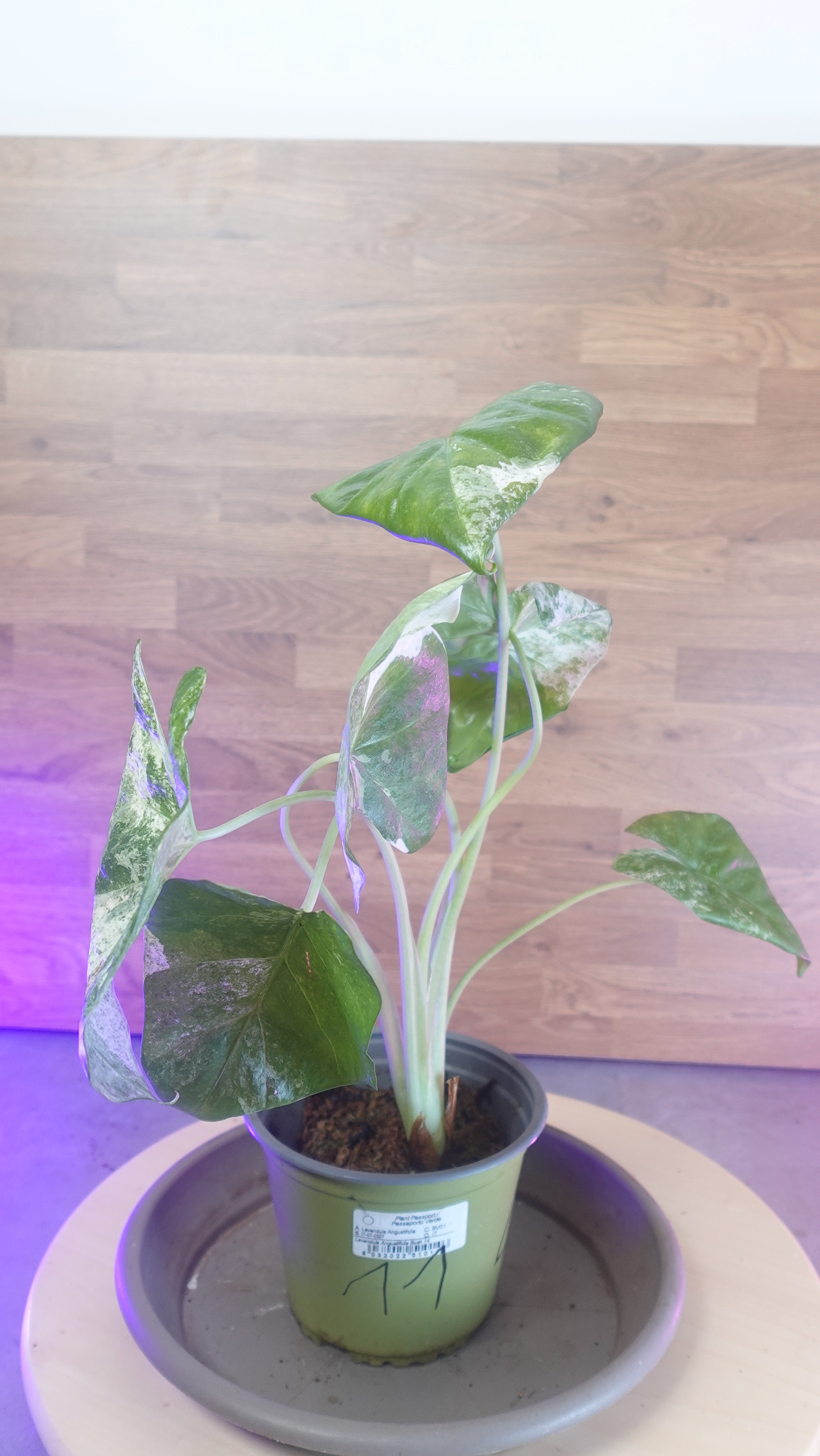 Alocasia macrorrhiza splash