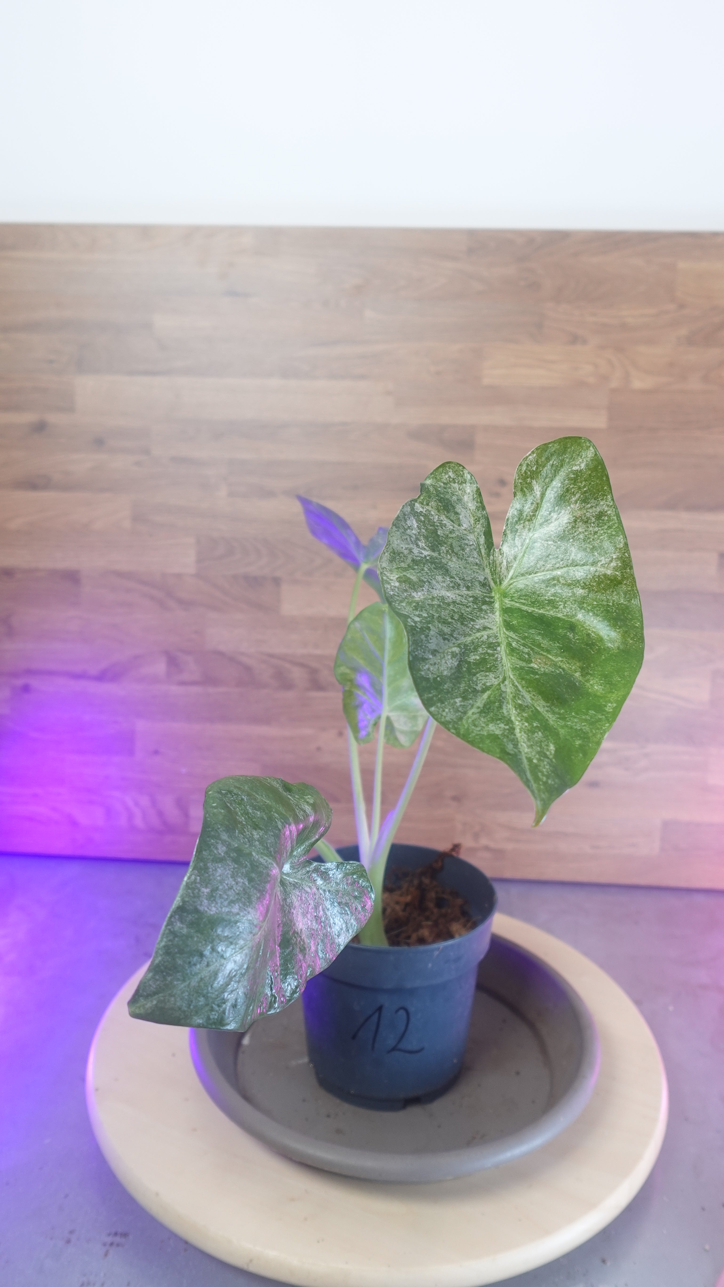 Alocasia macrorrhiza splash