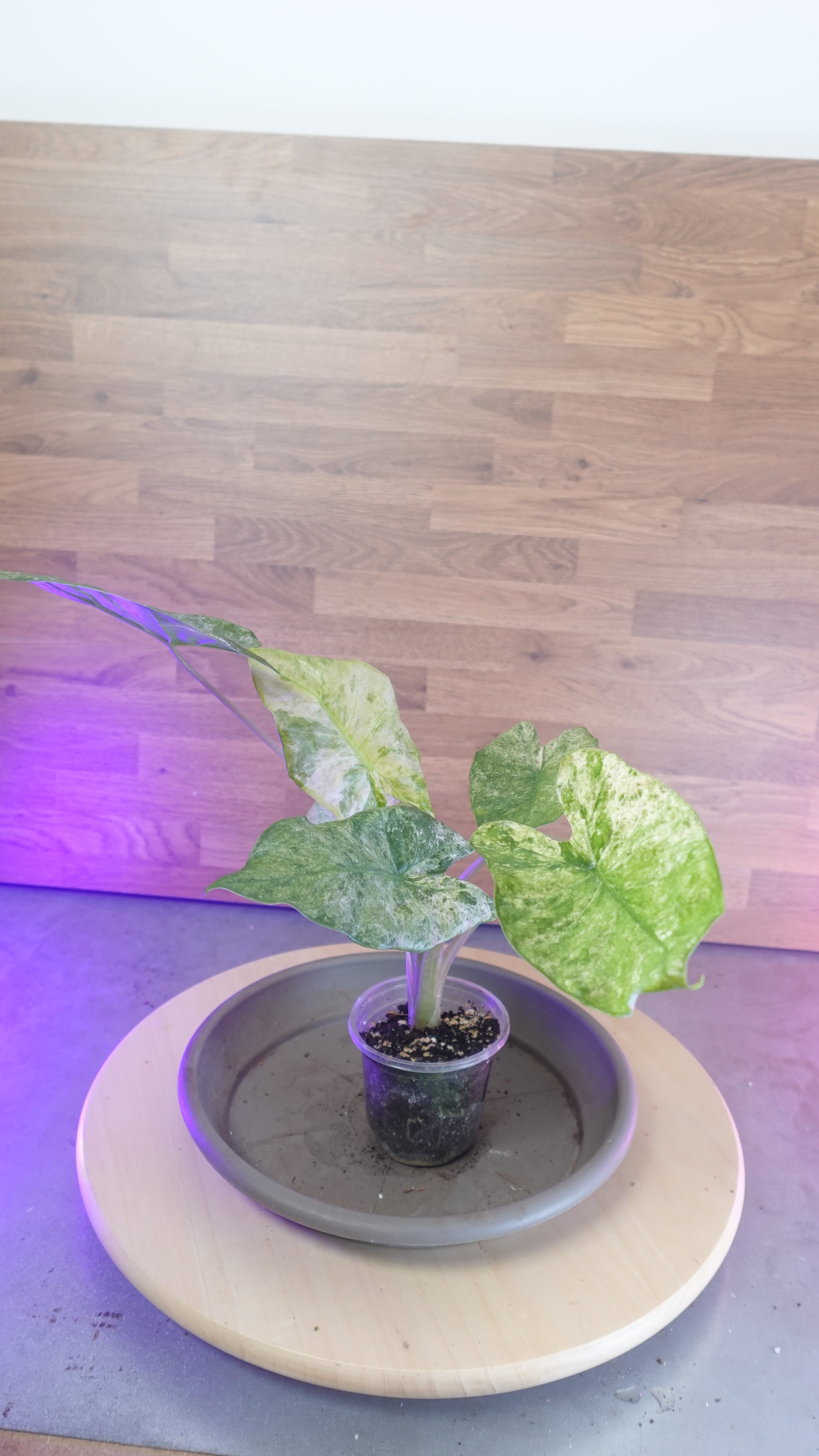 Alocasia macrorrhiza splash