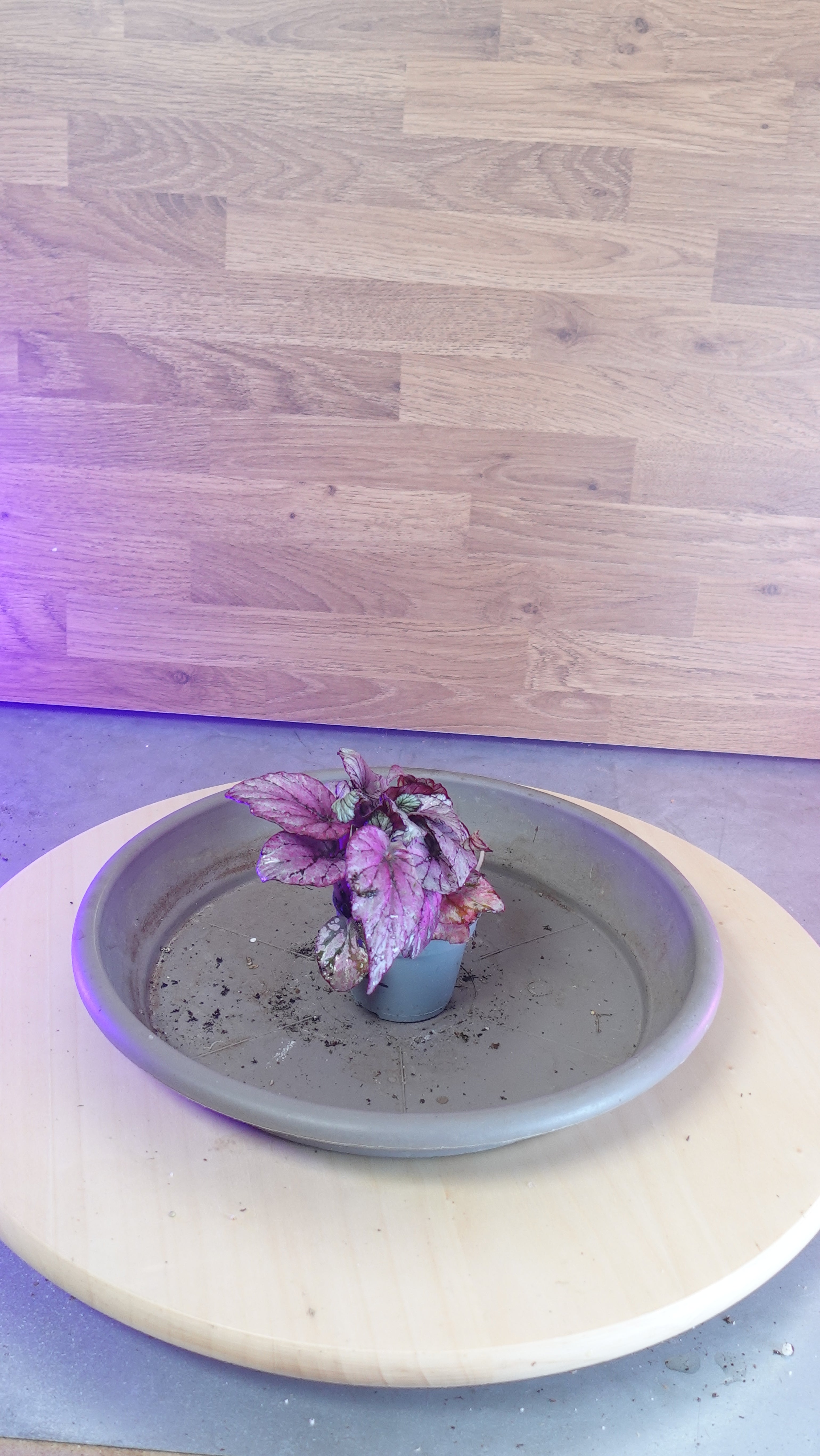 Begonia MAGIC COLOURS HUGH MCLAUCHLAN