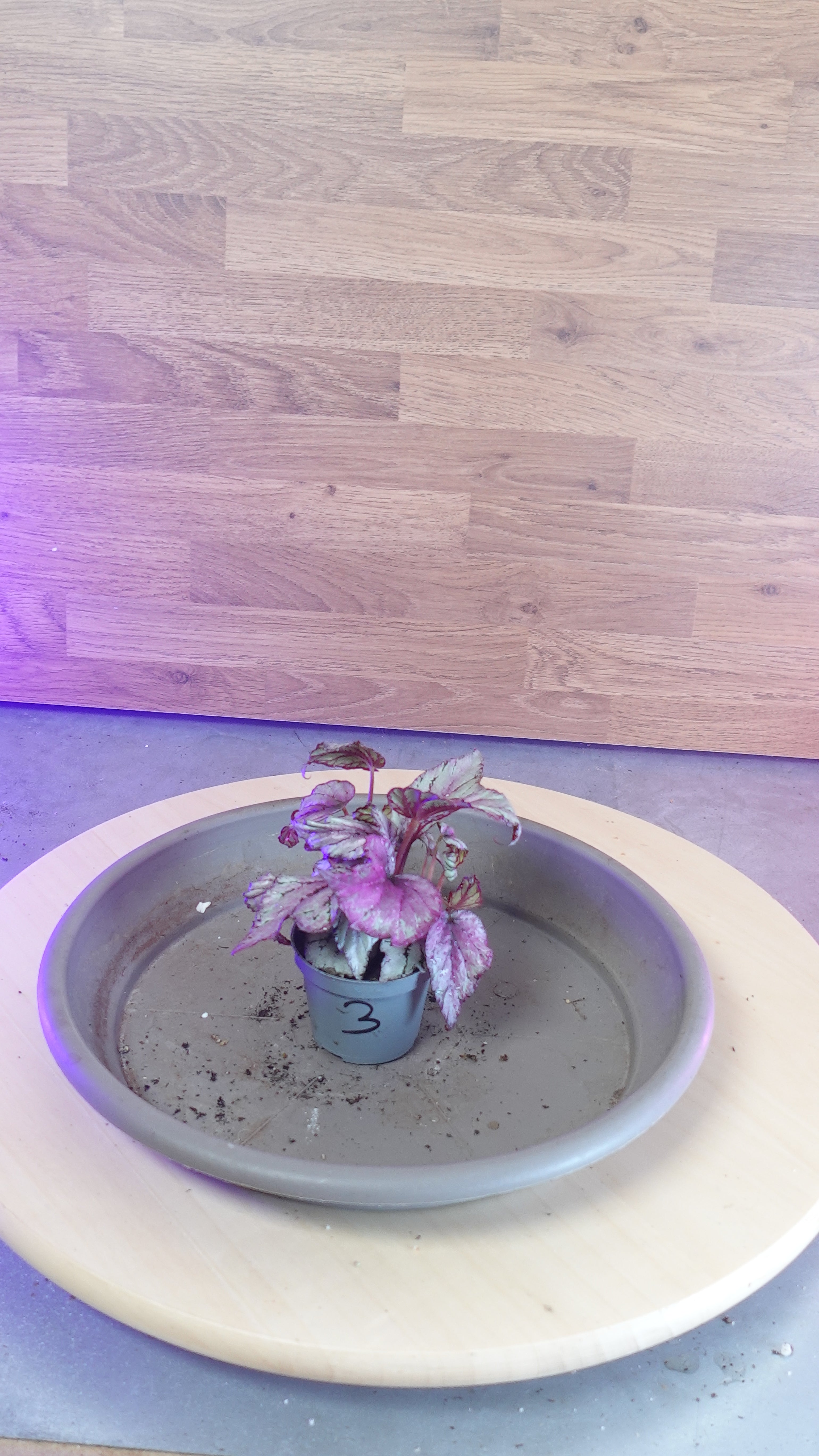 Begonia MAGIC COLOURS HUGH MCLAUCHLAN