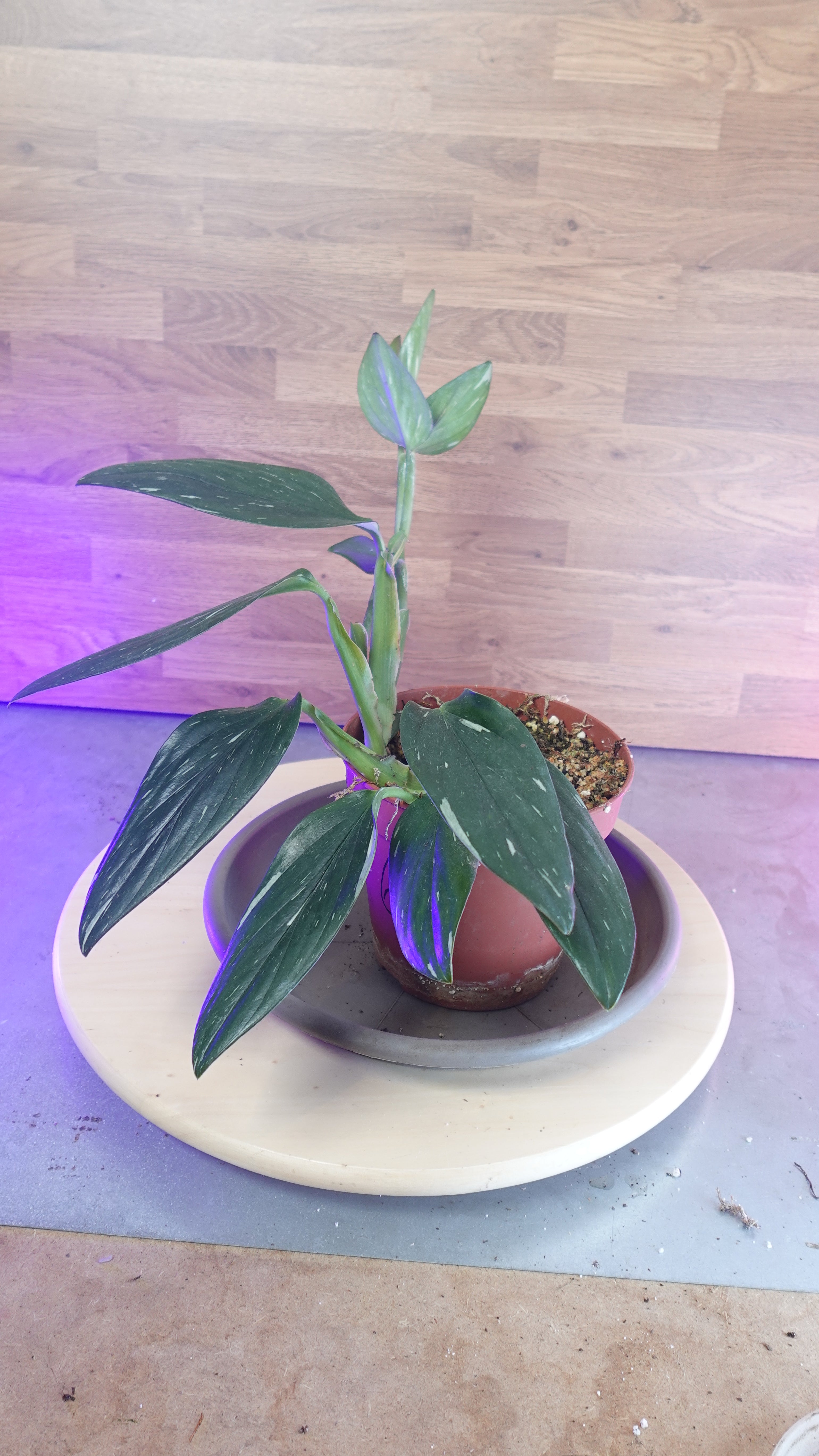 Monstera standleyana  variegata