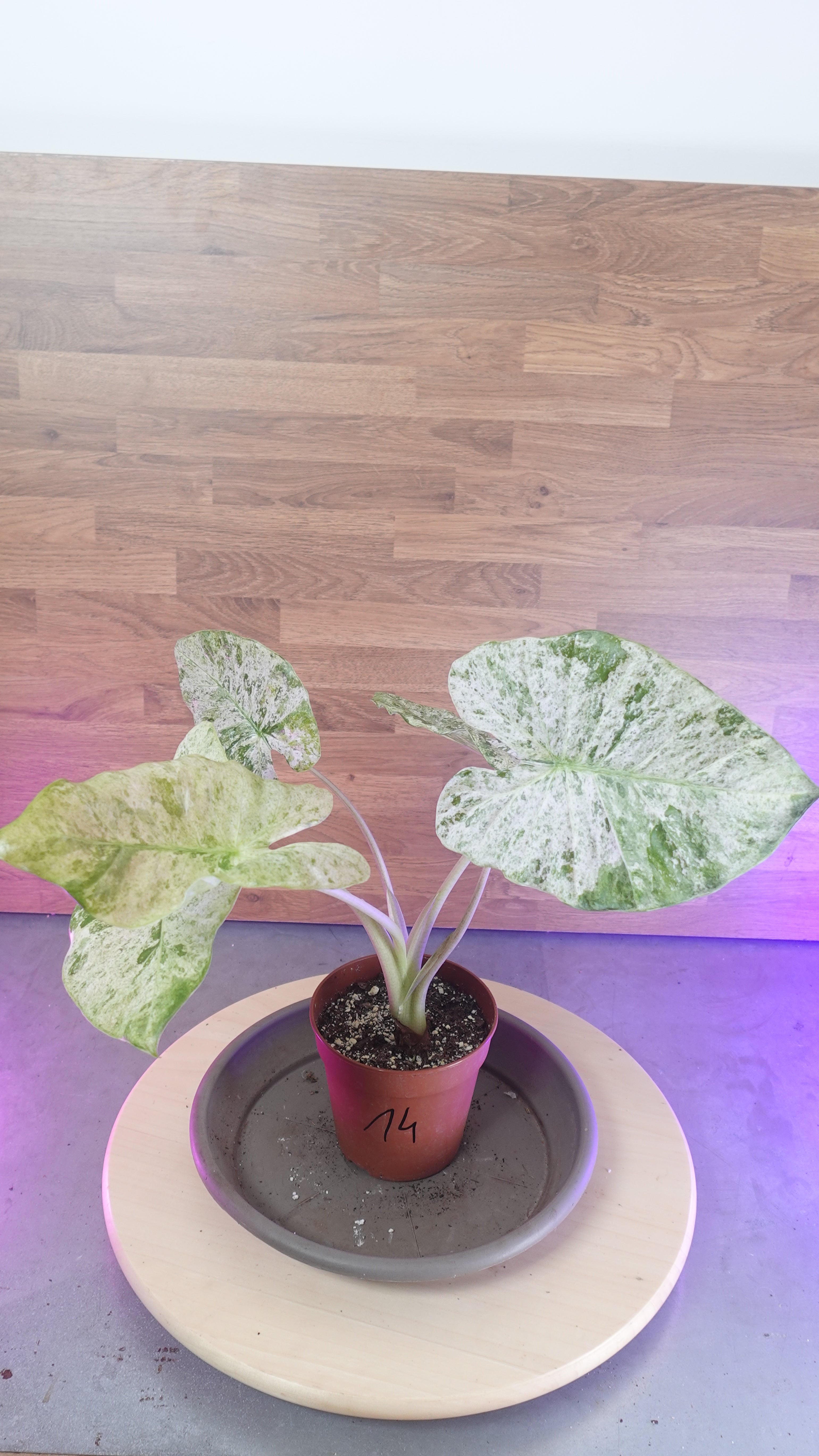 Alocasia macrorrhiza splash