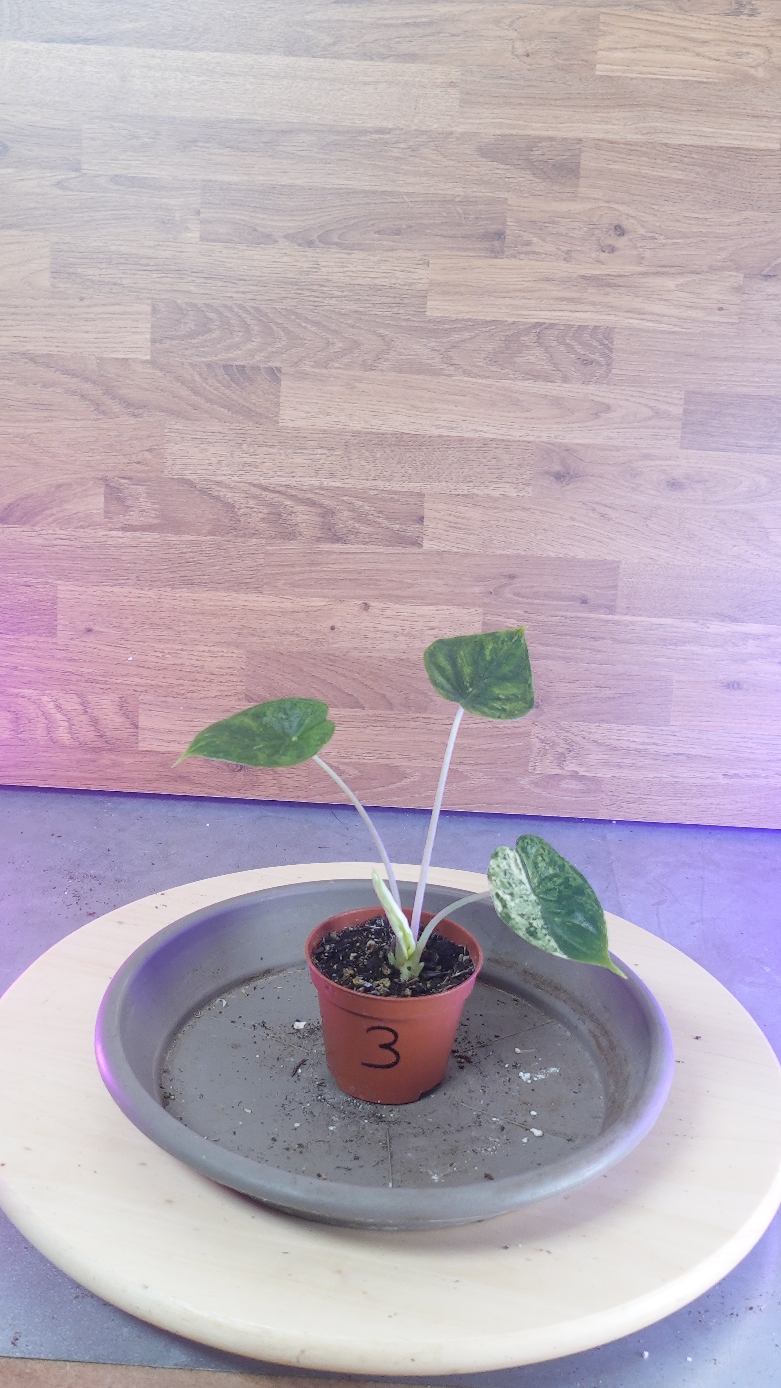 Alocasia dragon scale mint