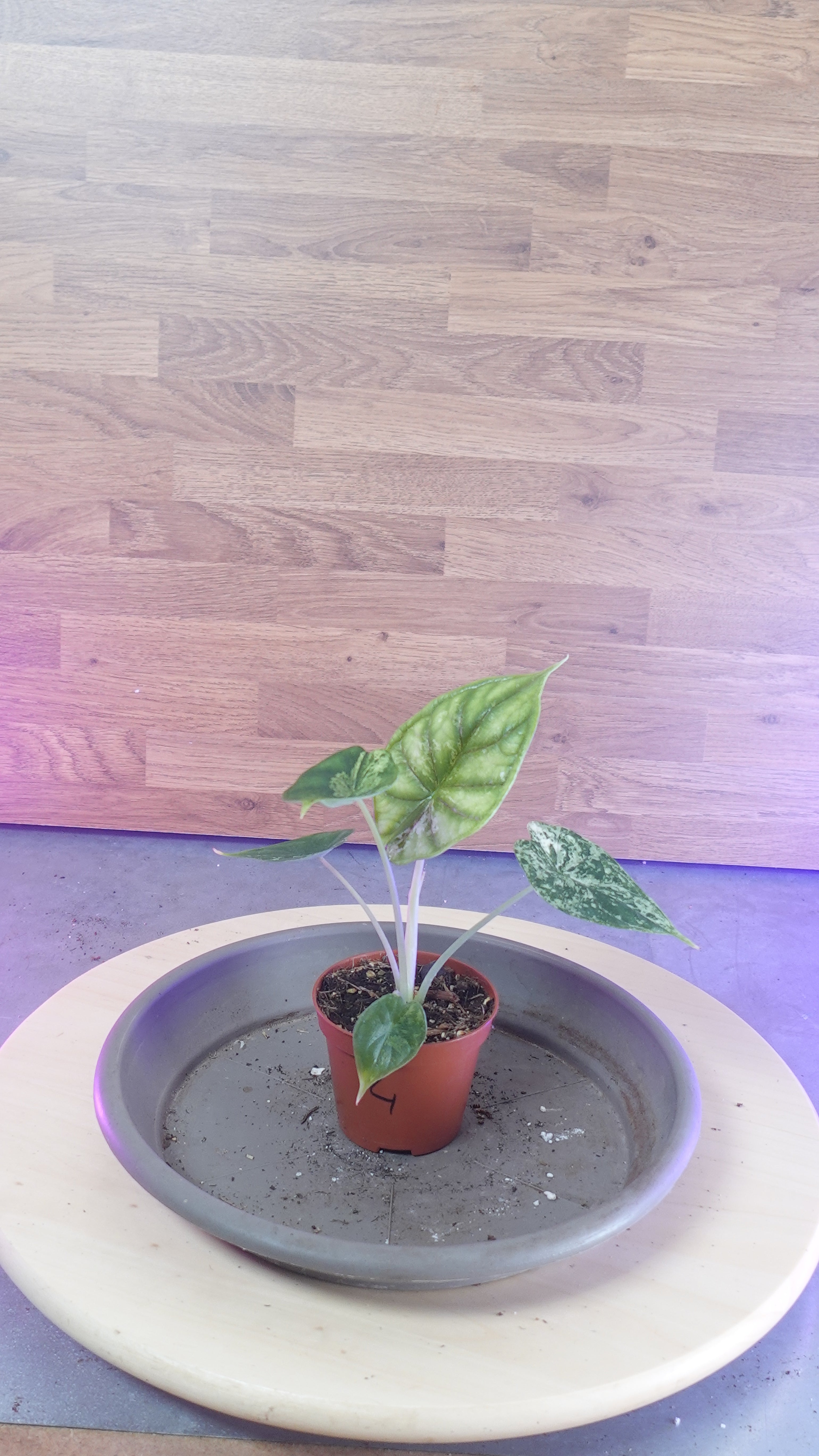 Alocasia dragon scale mint