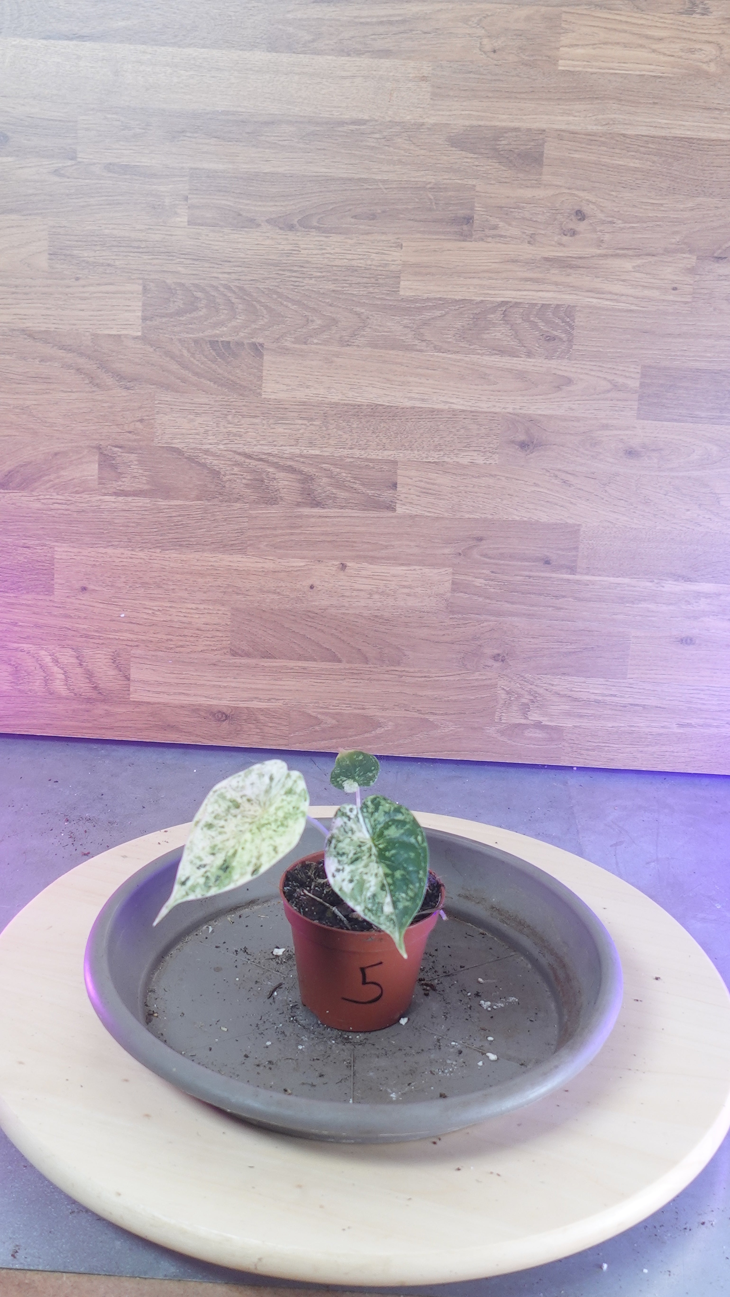 Alocasia dragon scale mint