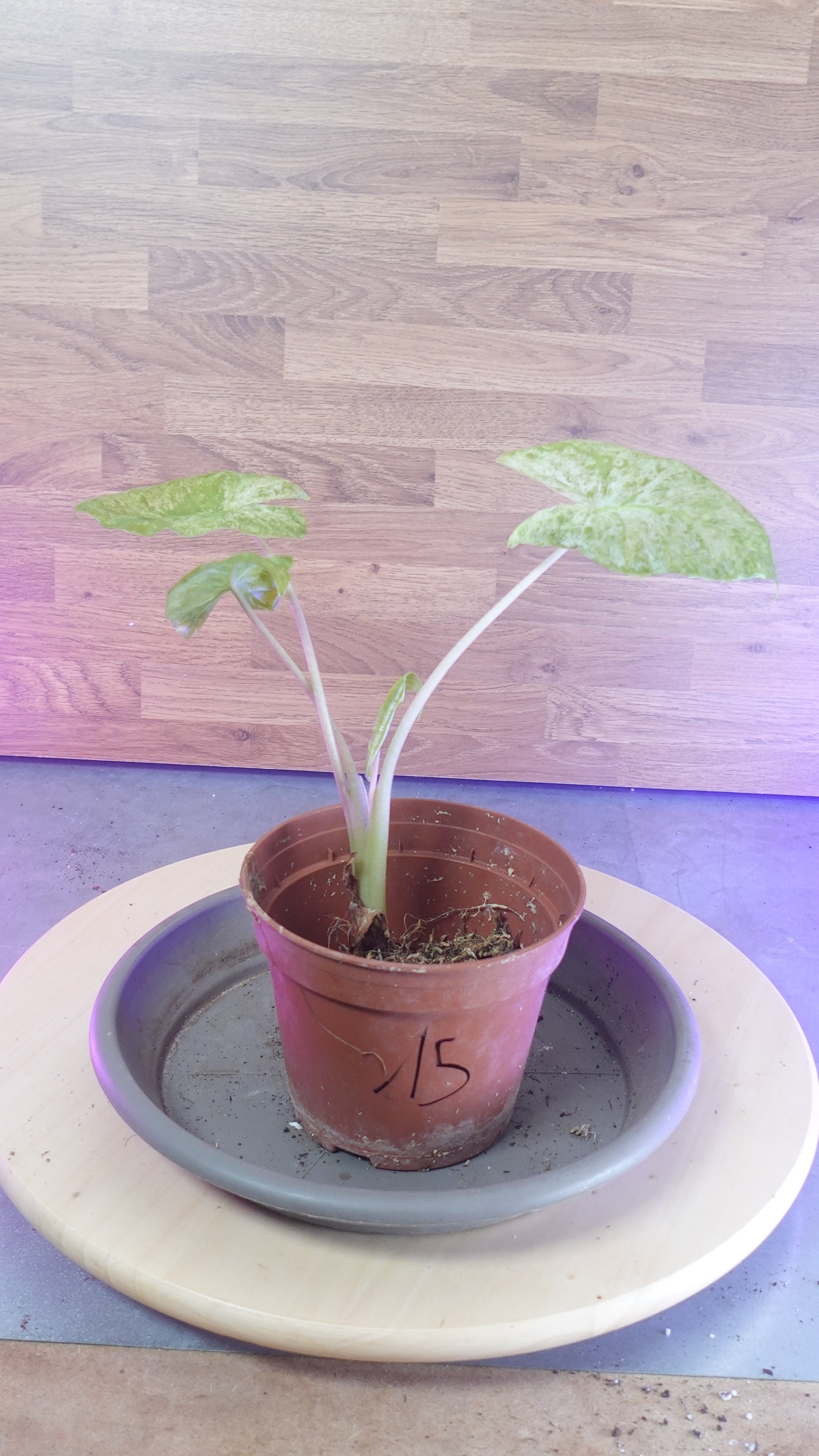 Alocasia macrorrhiza splash