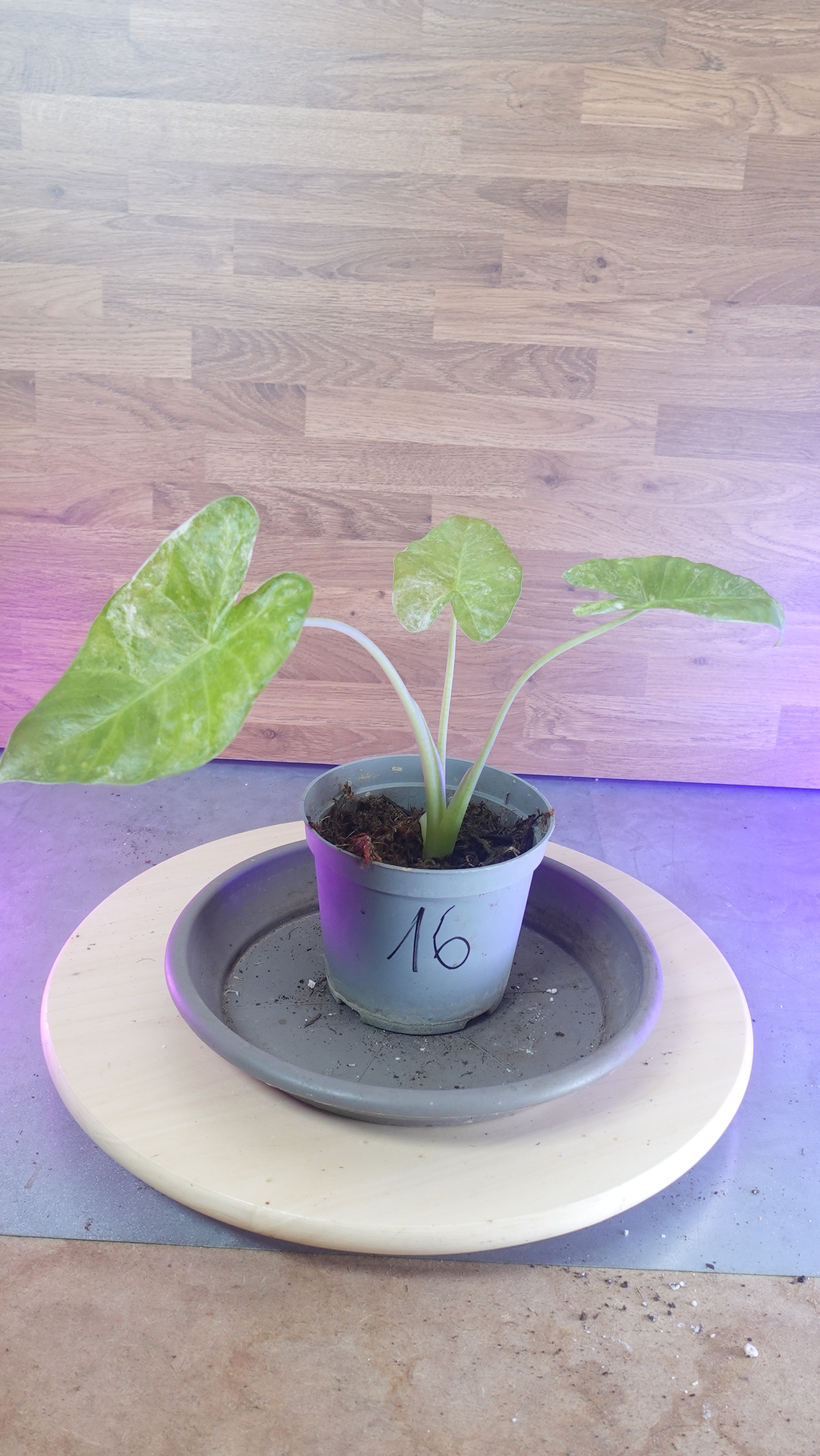 Alocasia macrorrhiza splash