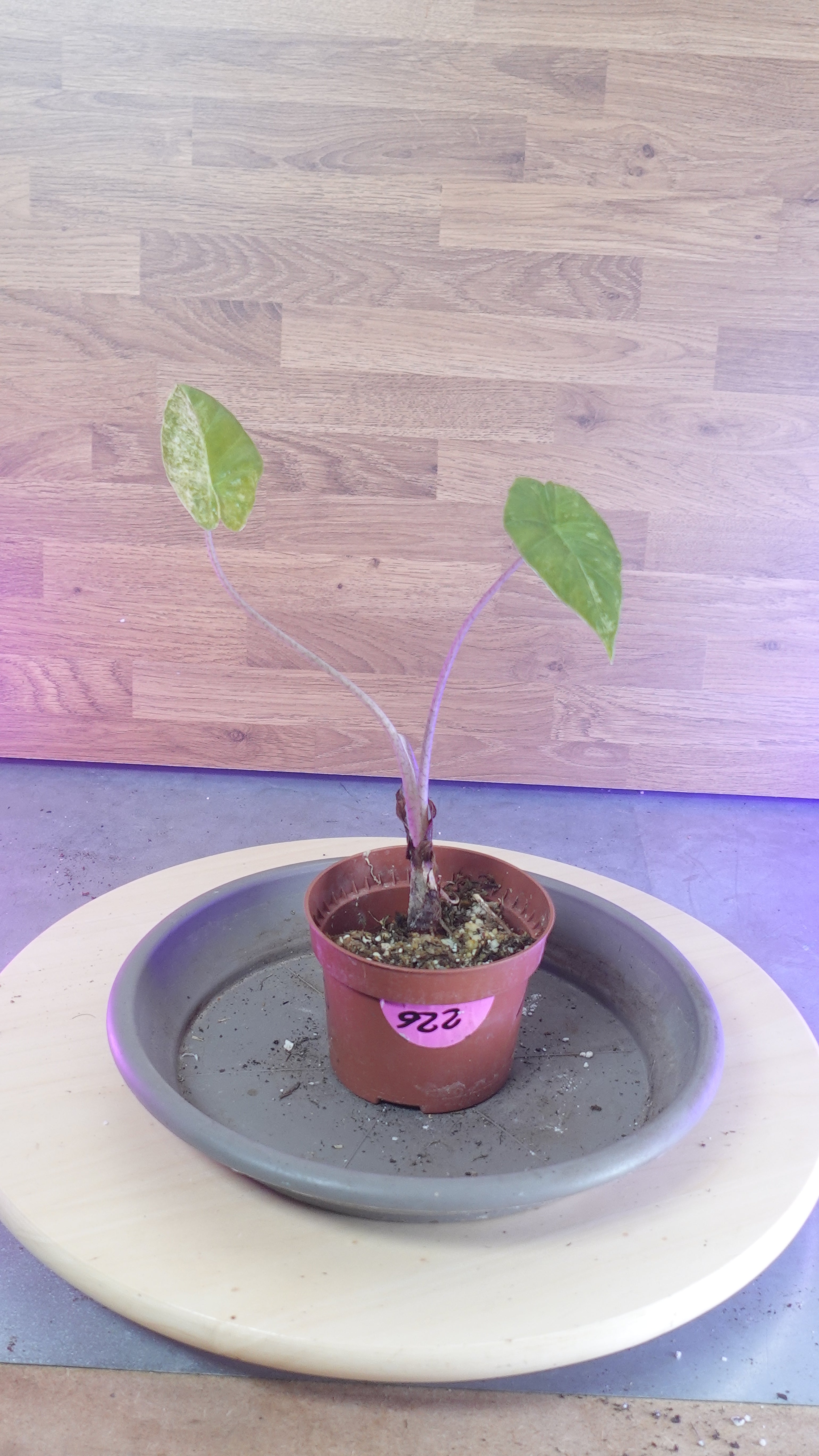 Alocasia macrorrhiza splash