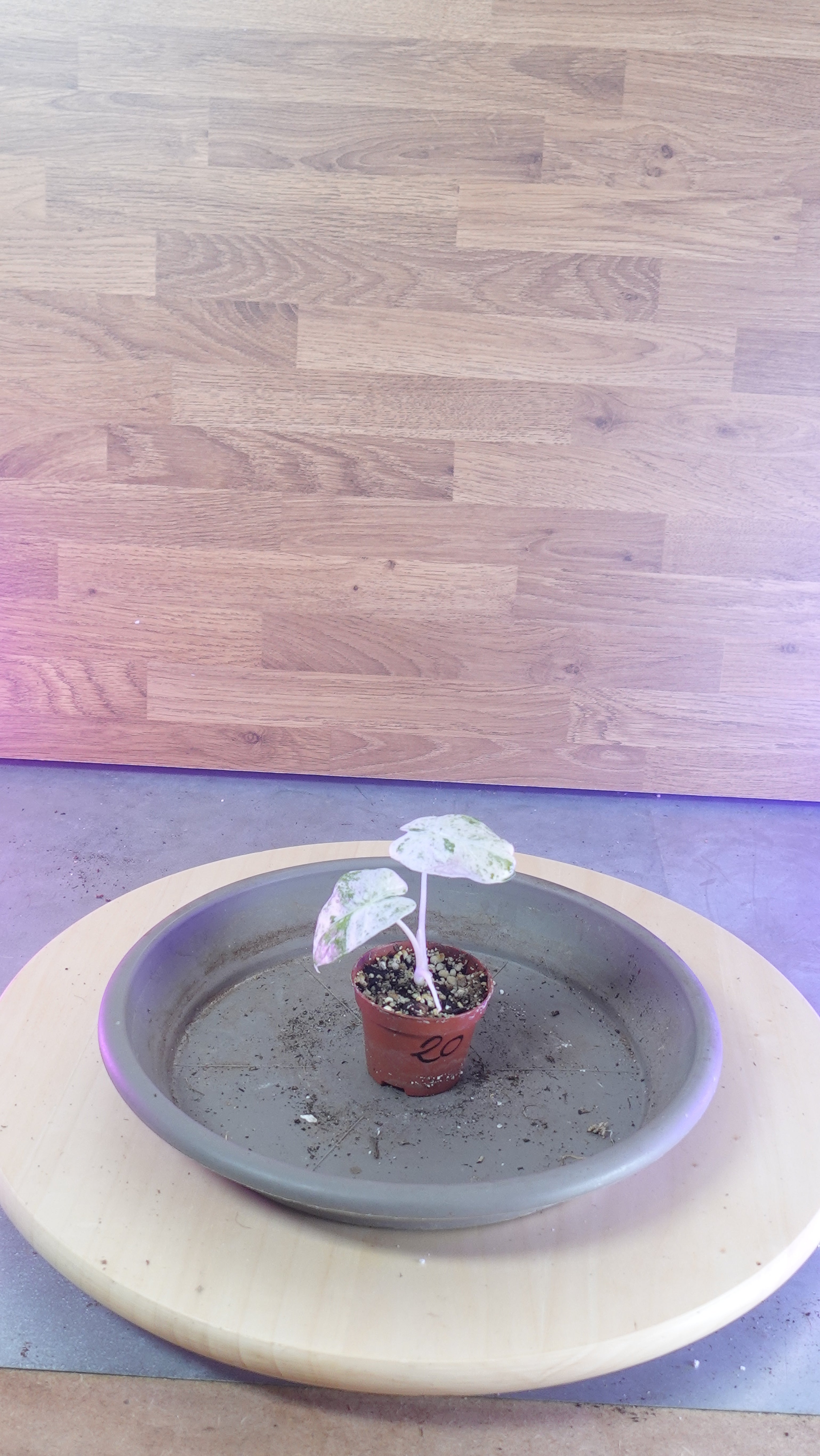 Alocasia macrorrhiza splash