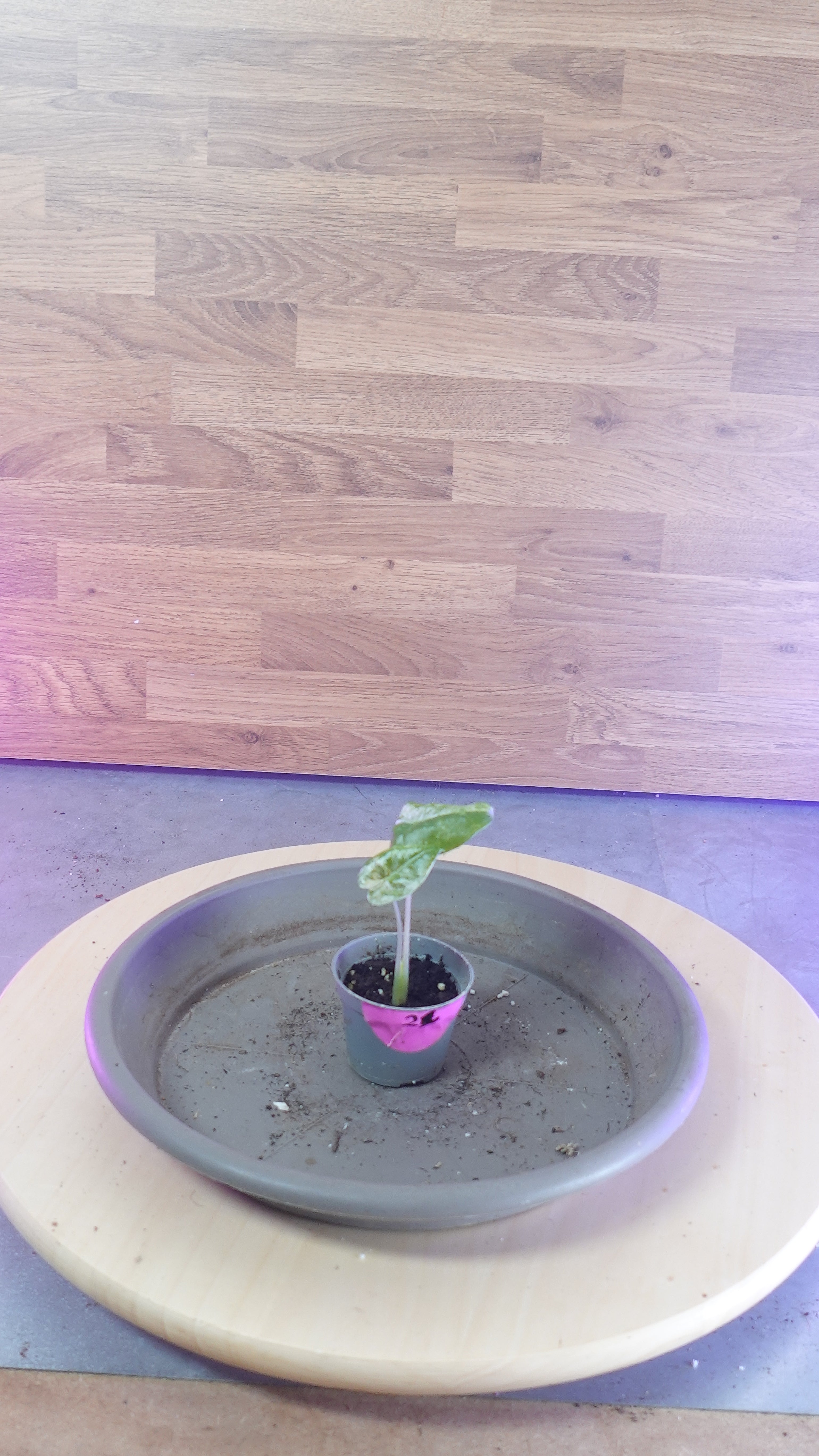 Alocasia macrorrhiza splash