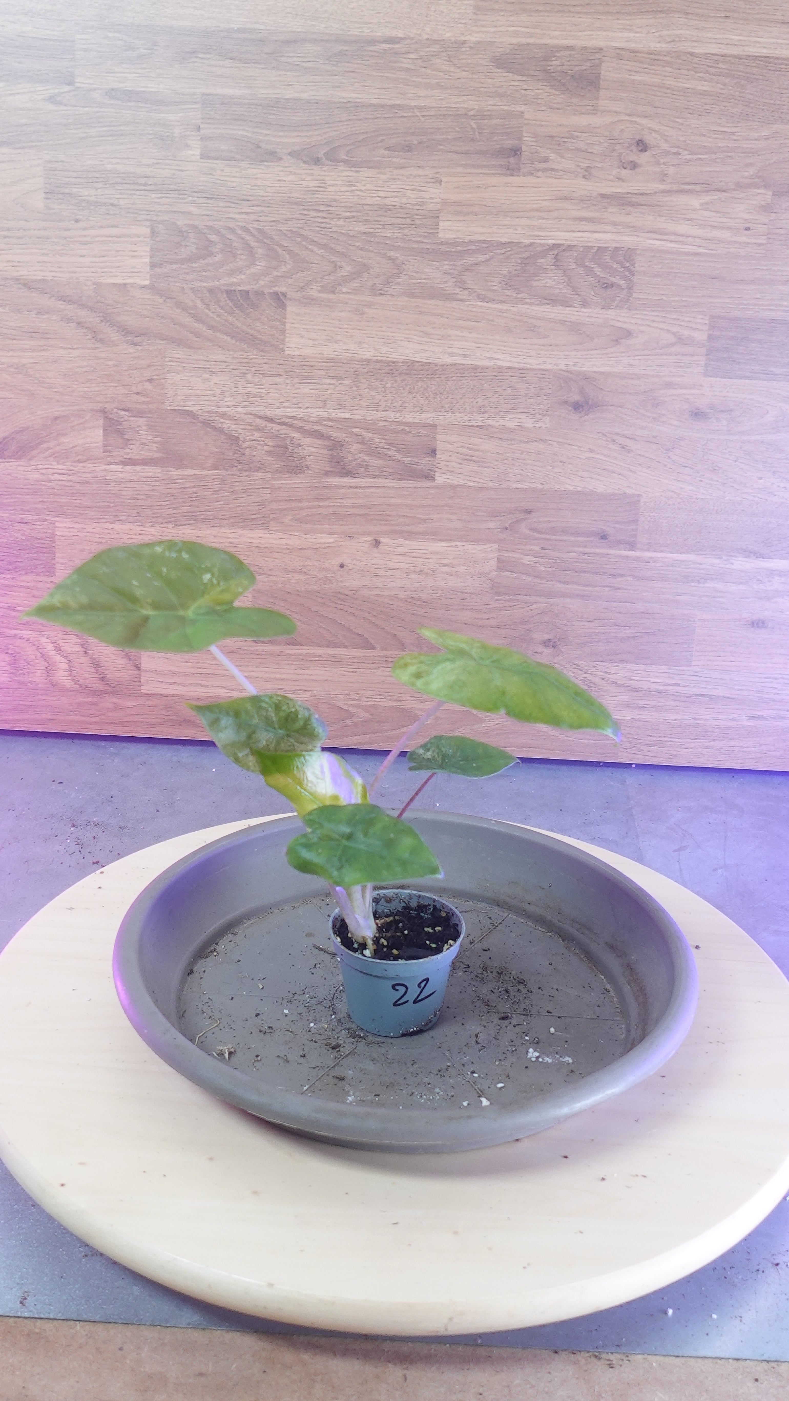 Alocasia macrorrhiza splash