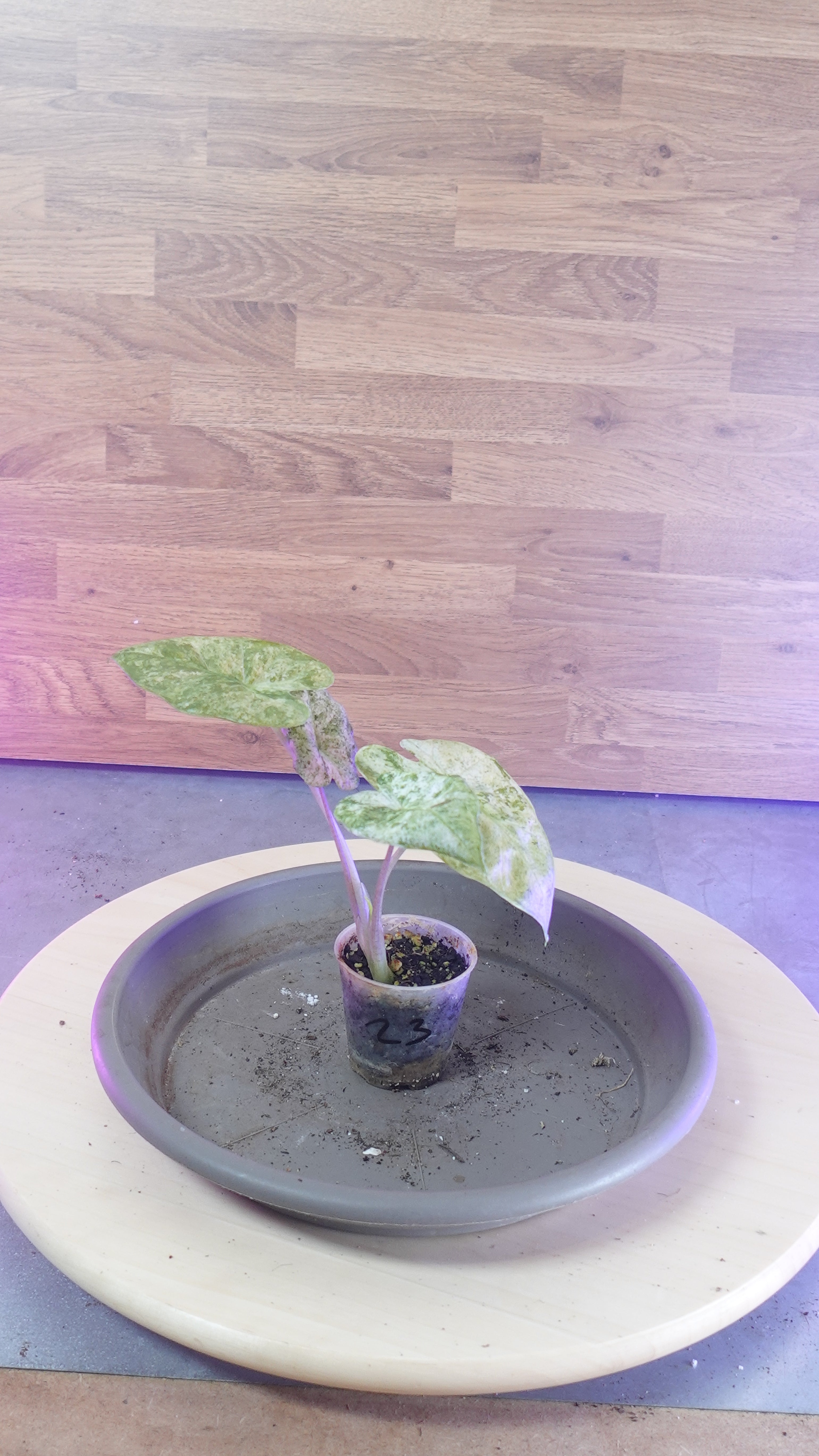 Alocasia macrorrhiza splash