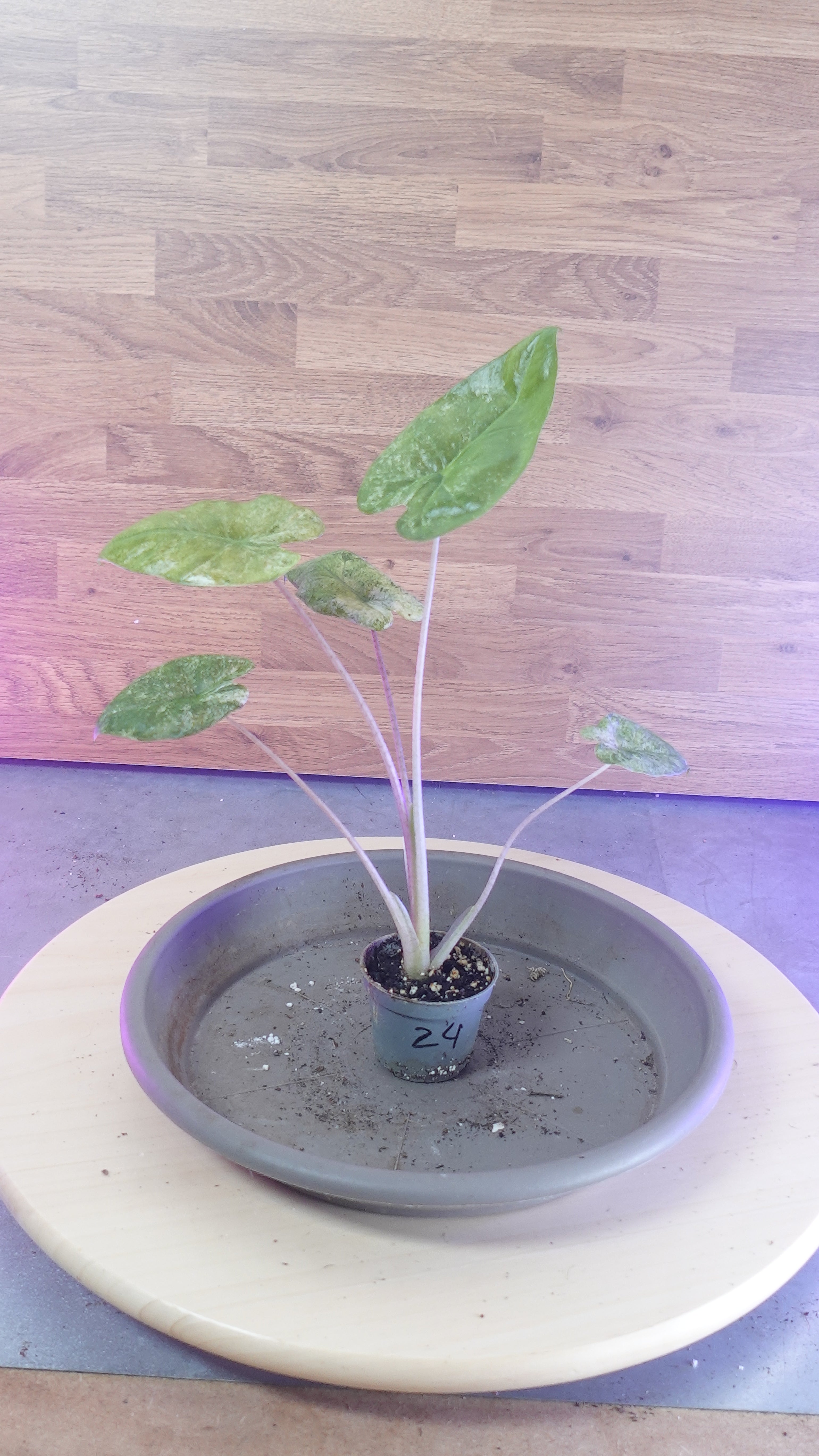 Alocasia macrorrhiza splash