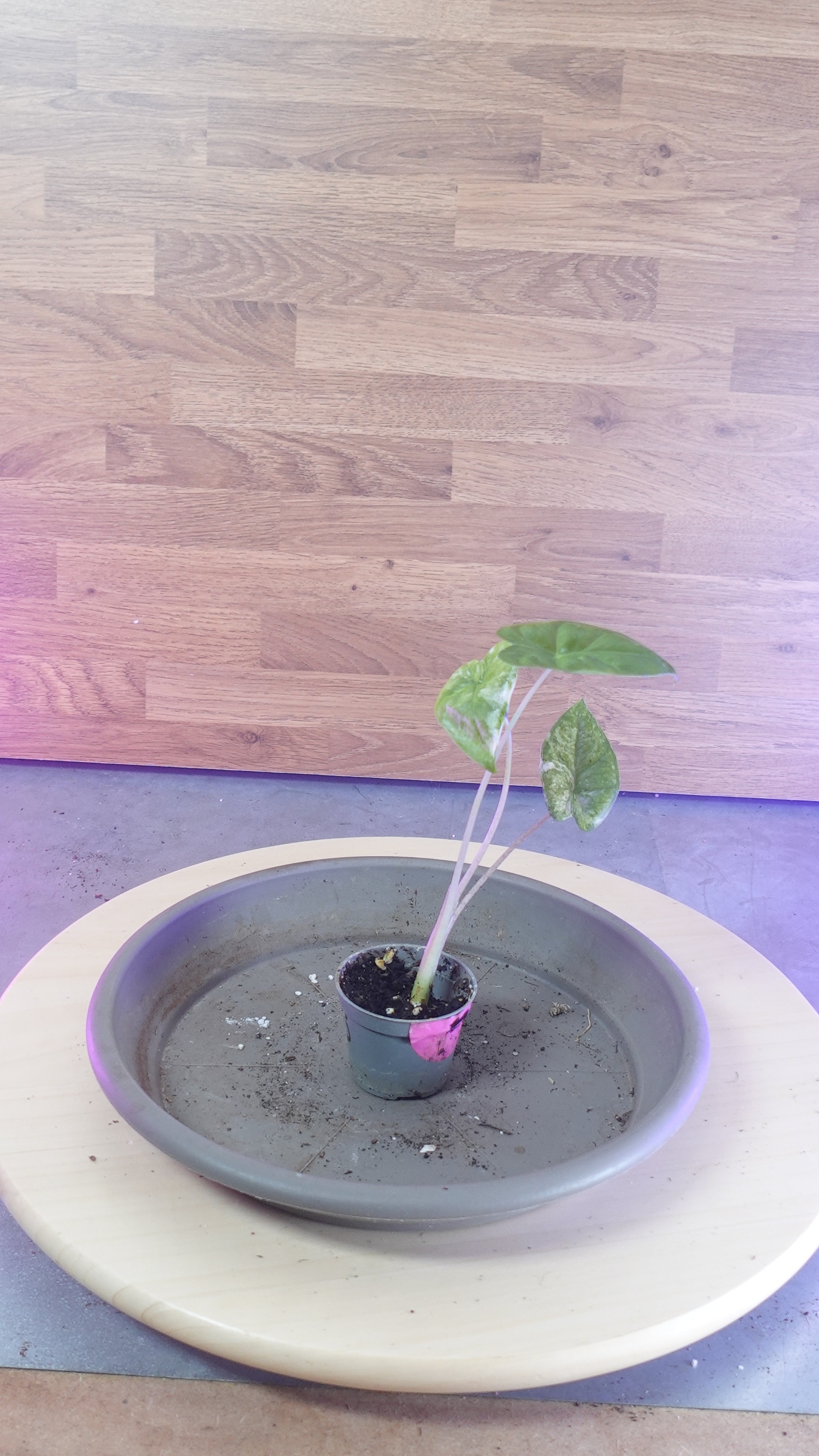 Alocasia macrorrhiza splash