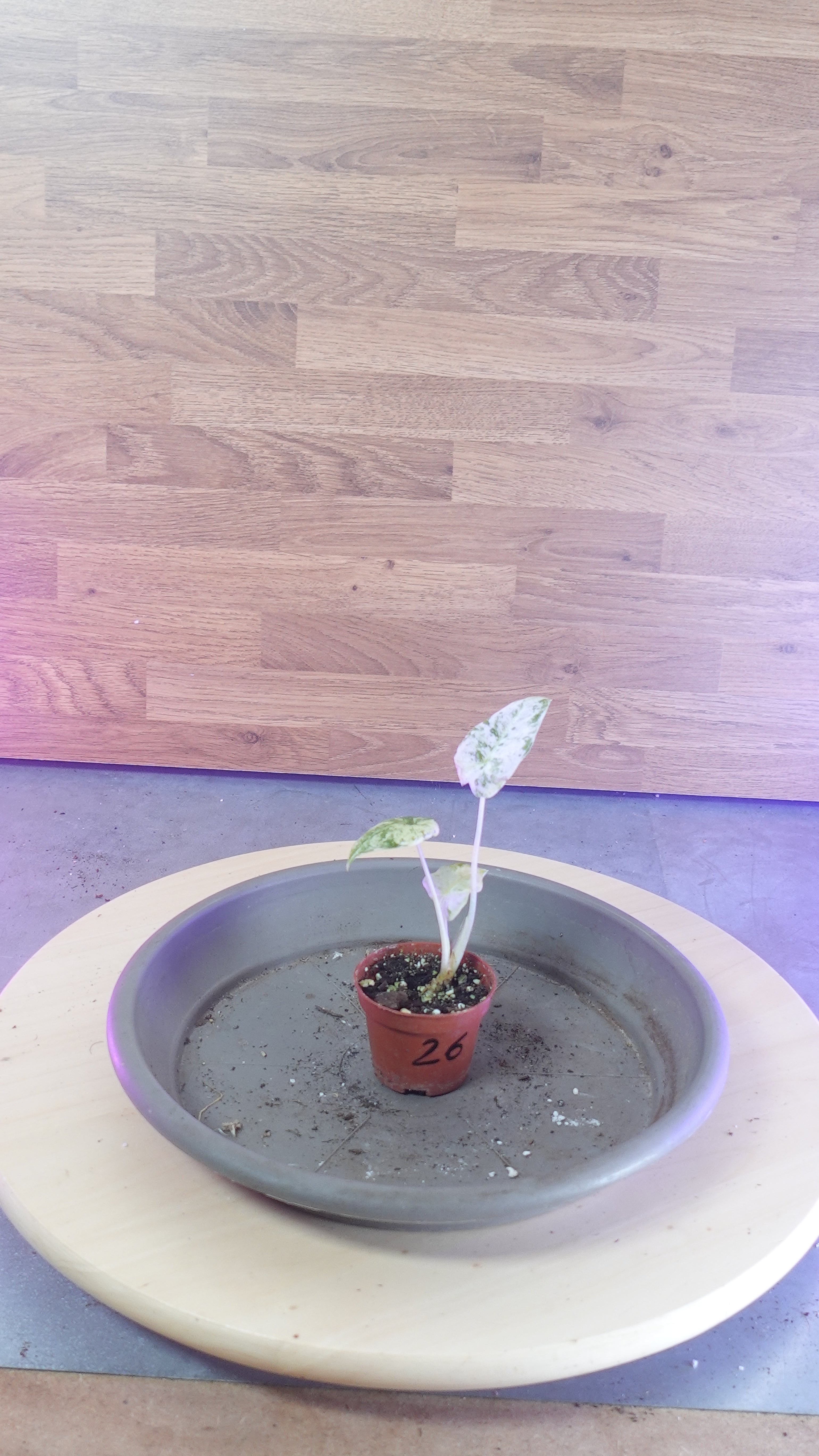 Alocasia macrorrhiza splash