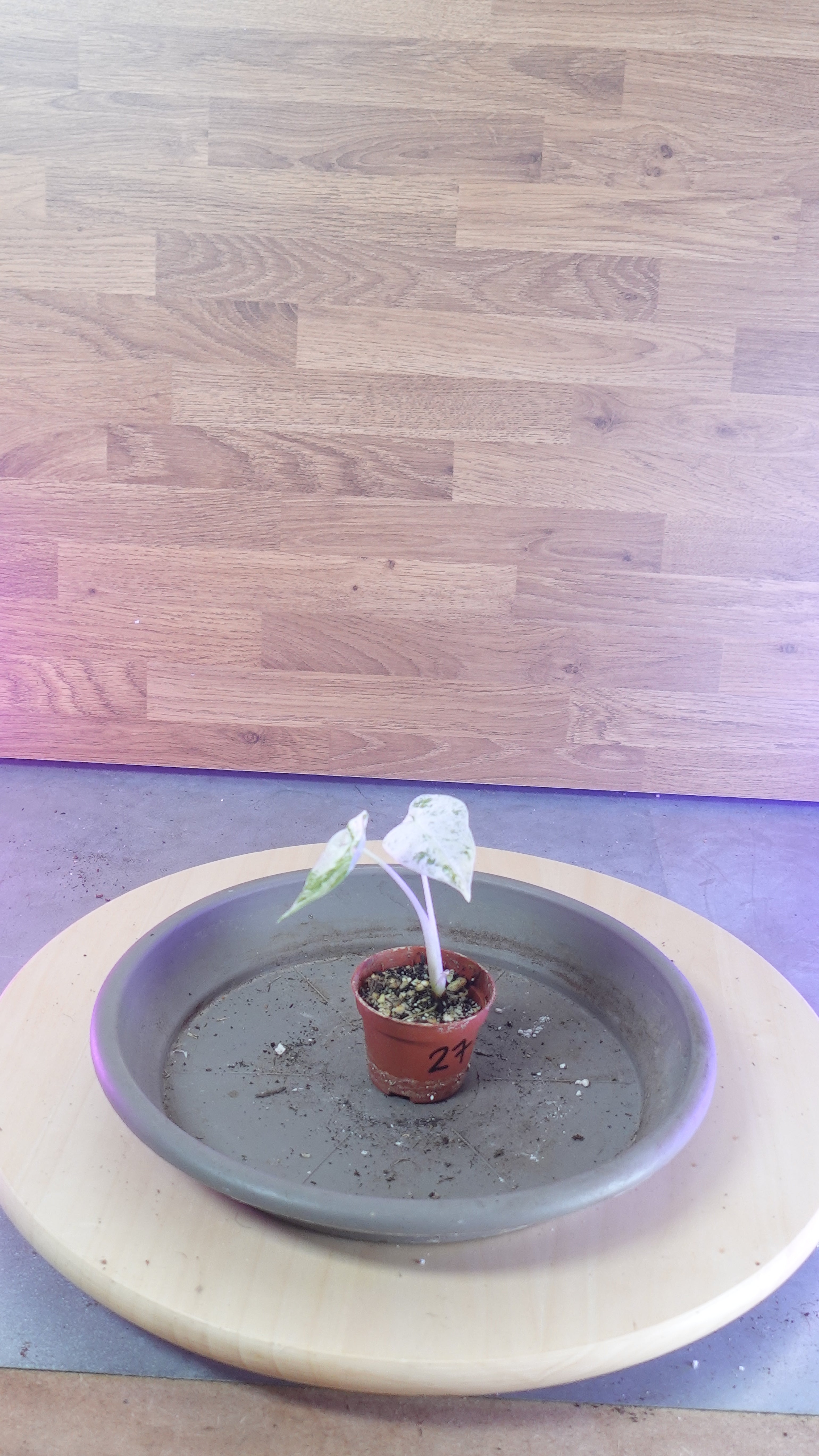 Alocasia macrorrhiza splash