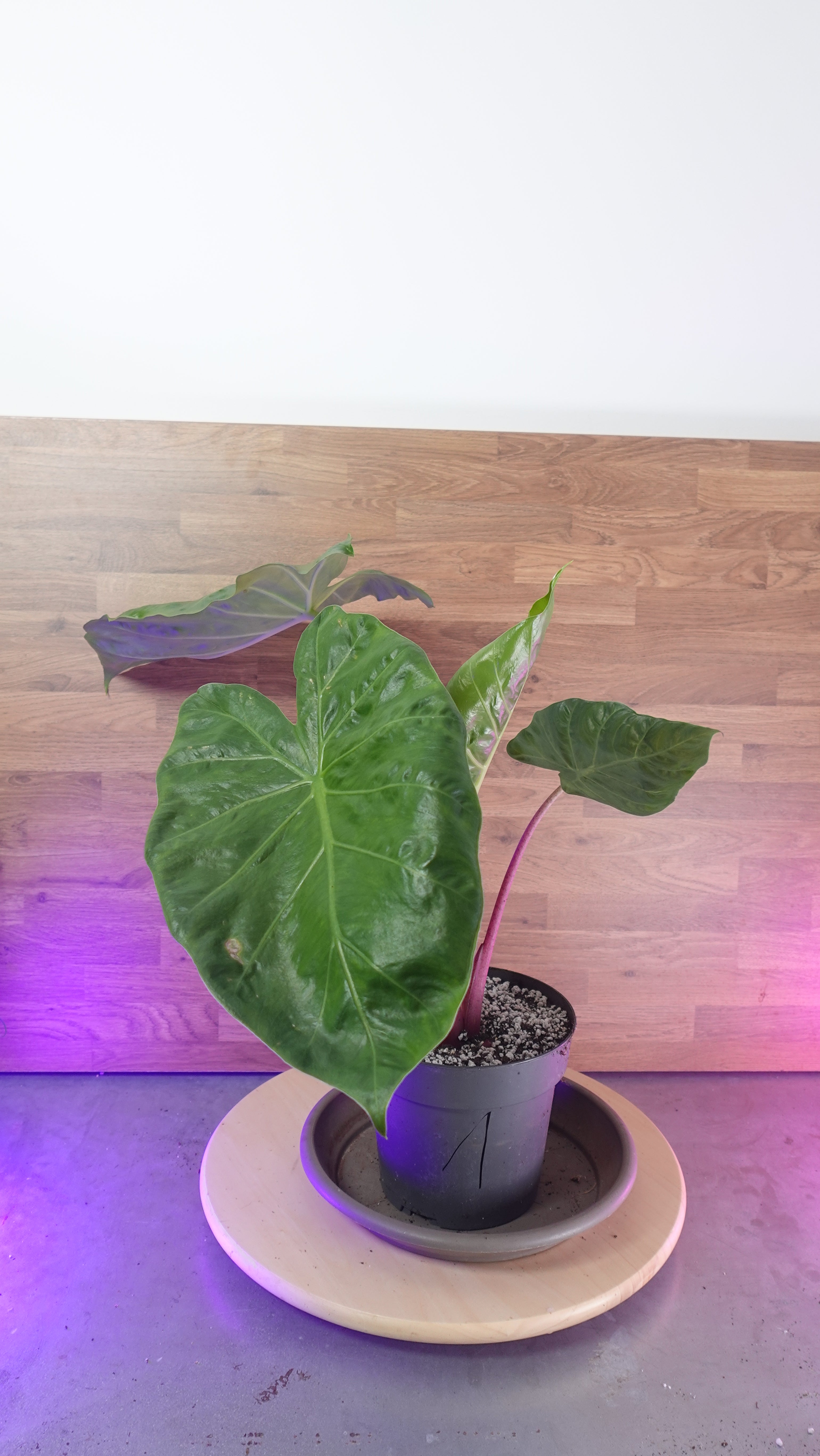 Alocasia imperial red