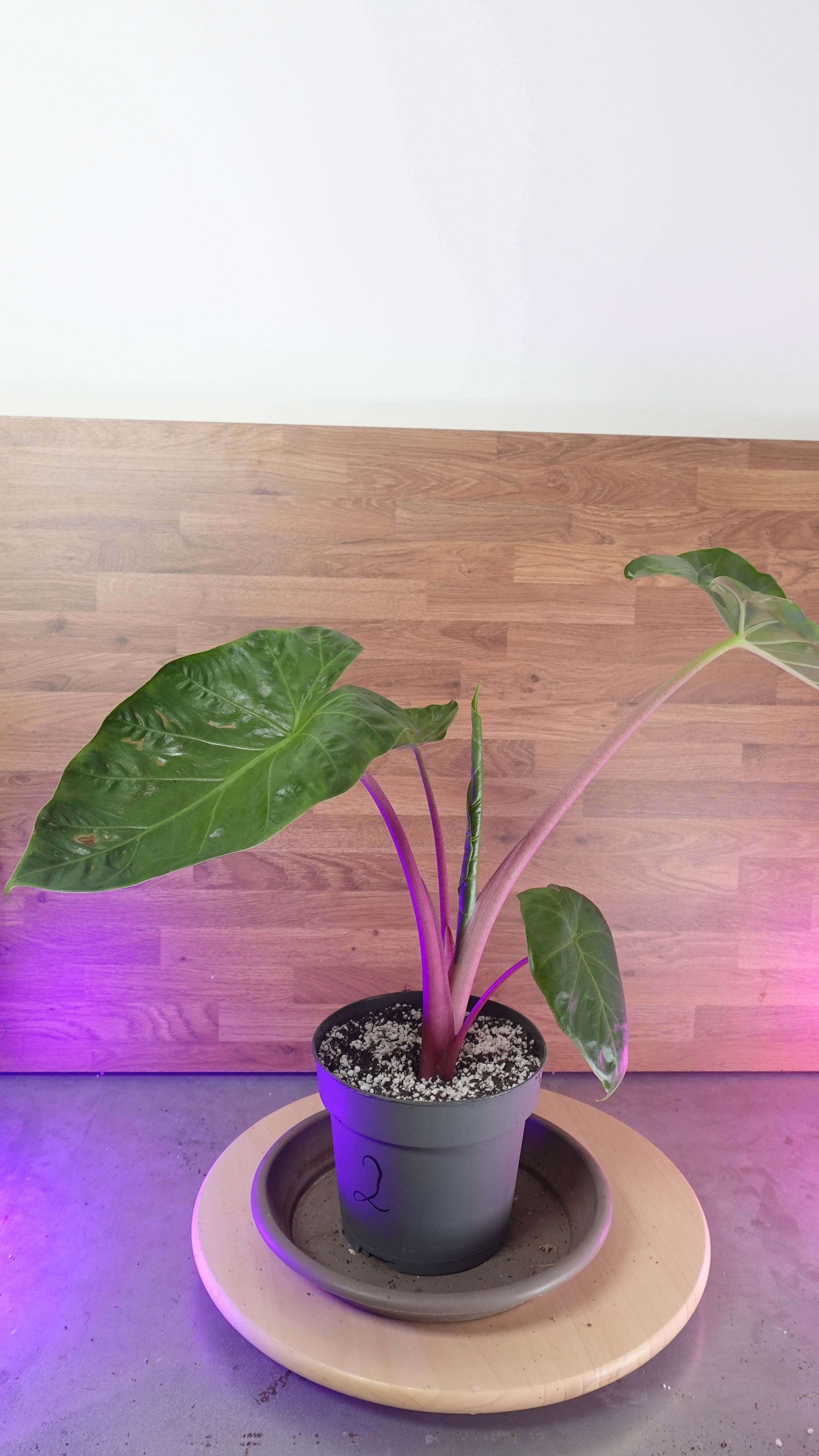 Alocasia imperial red