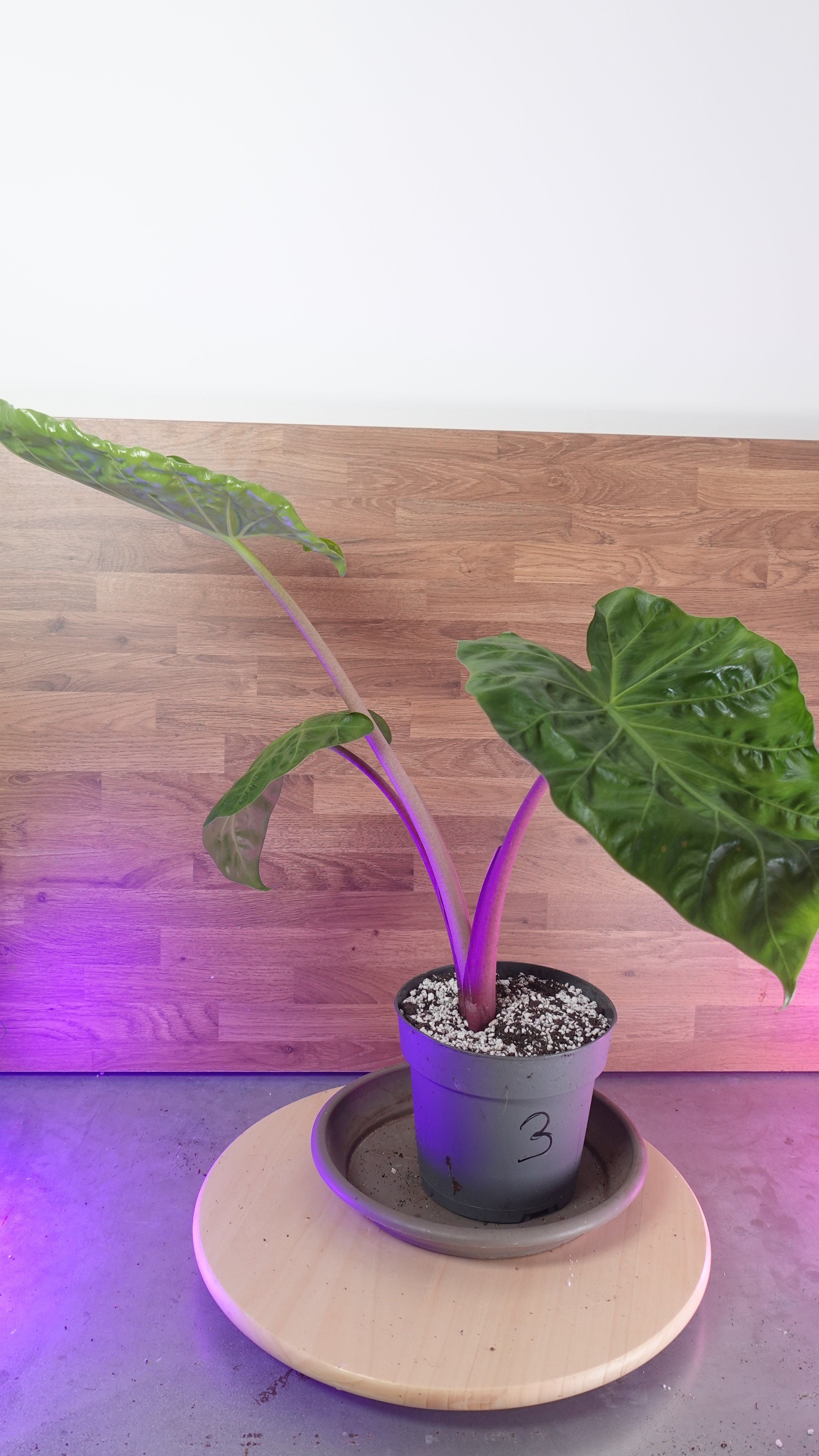 Alocasia imperial red
