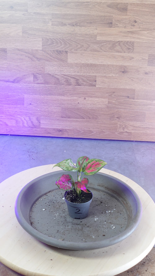 Aglaonema 'Red Valentine'