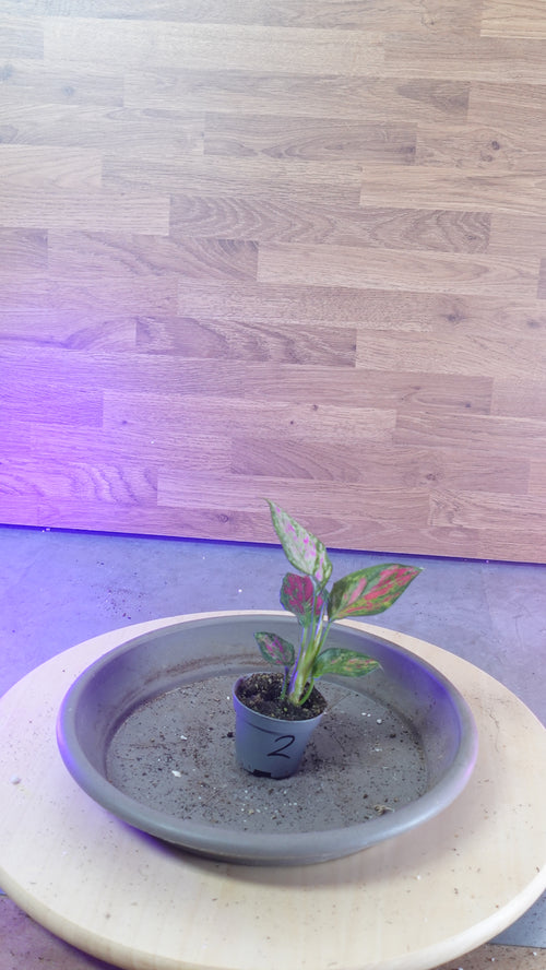 Aglaonema 'Red Zircon'