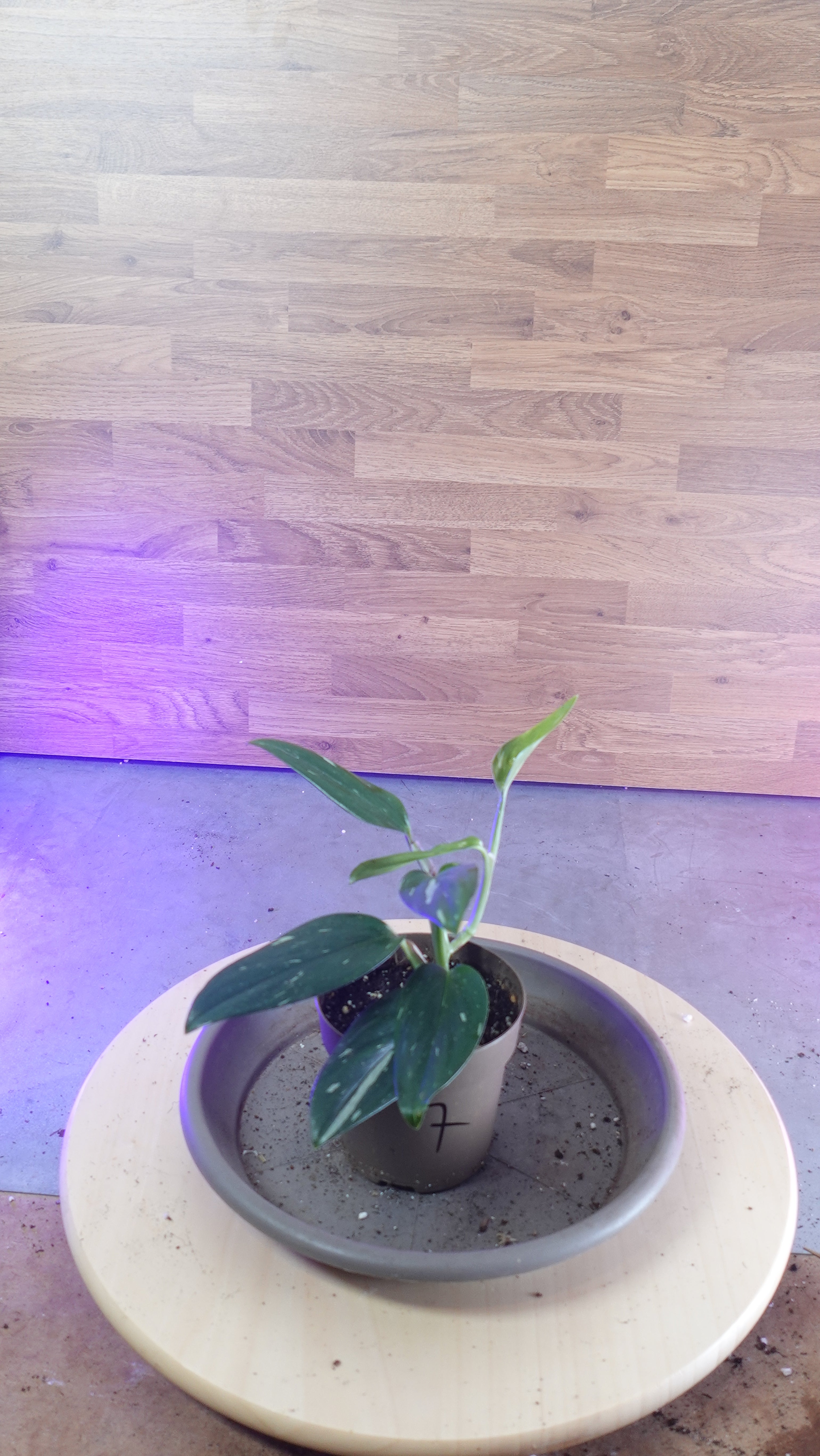 Monstera standleyana  variegata