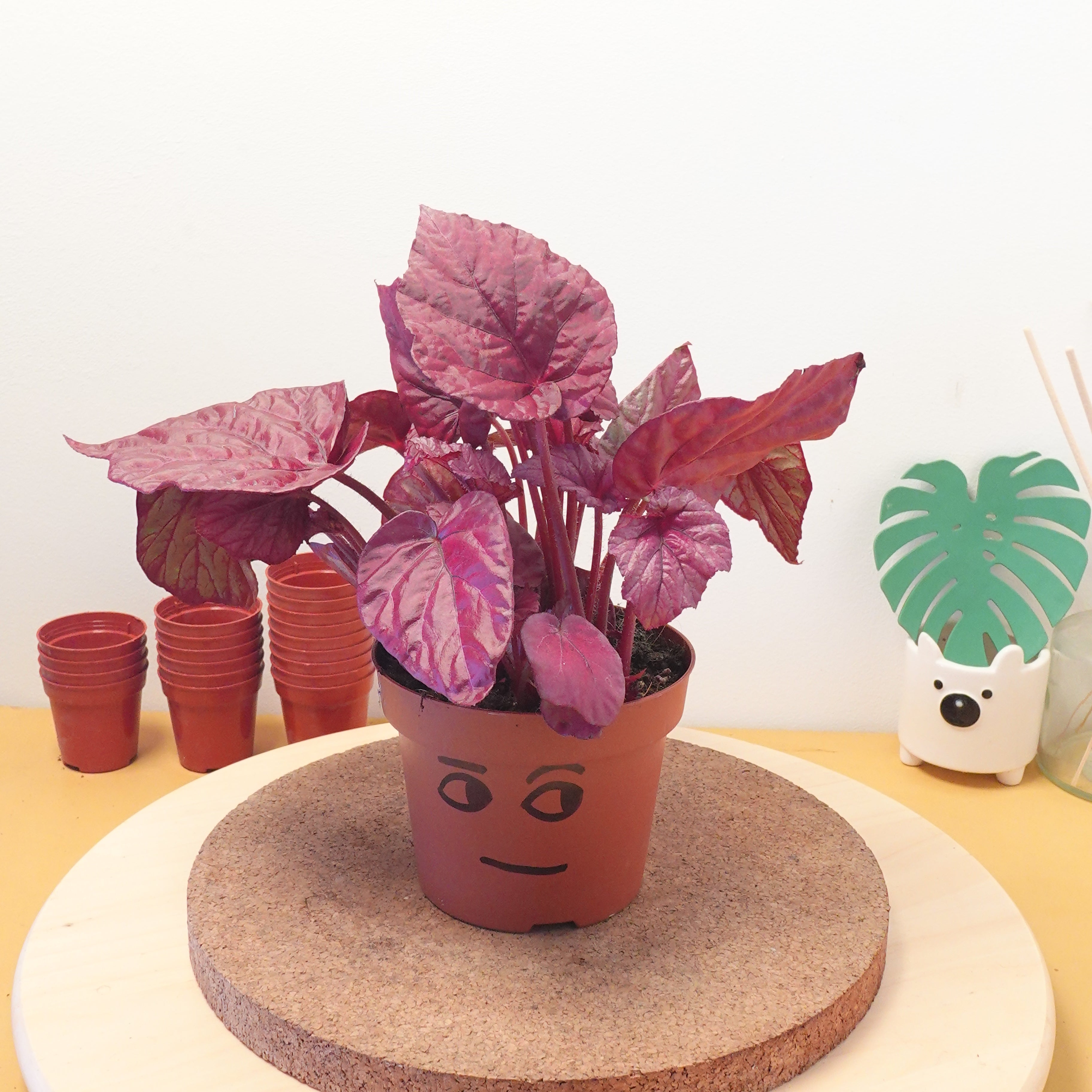 Begonia BELEAF INCA FLAME