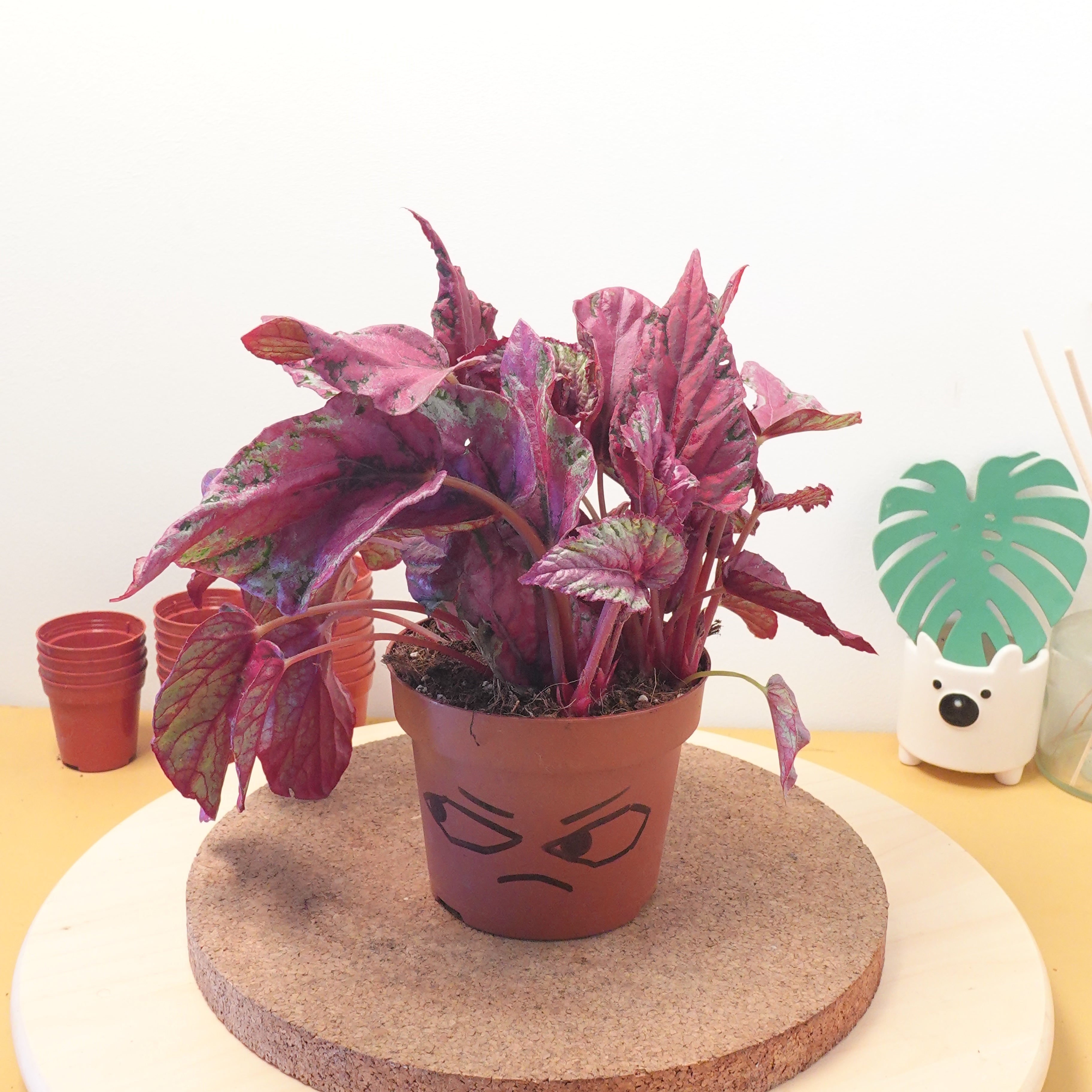 Begonia 'Maui Sunset'