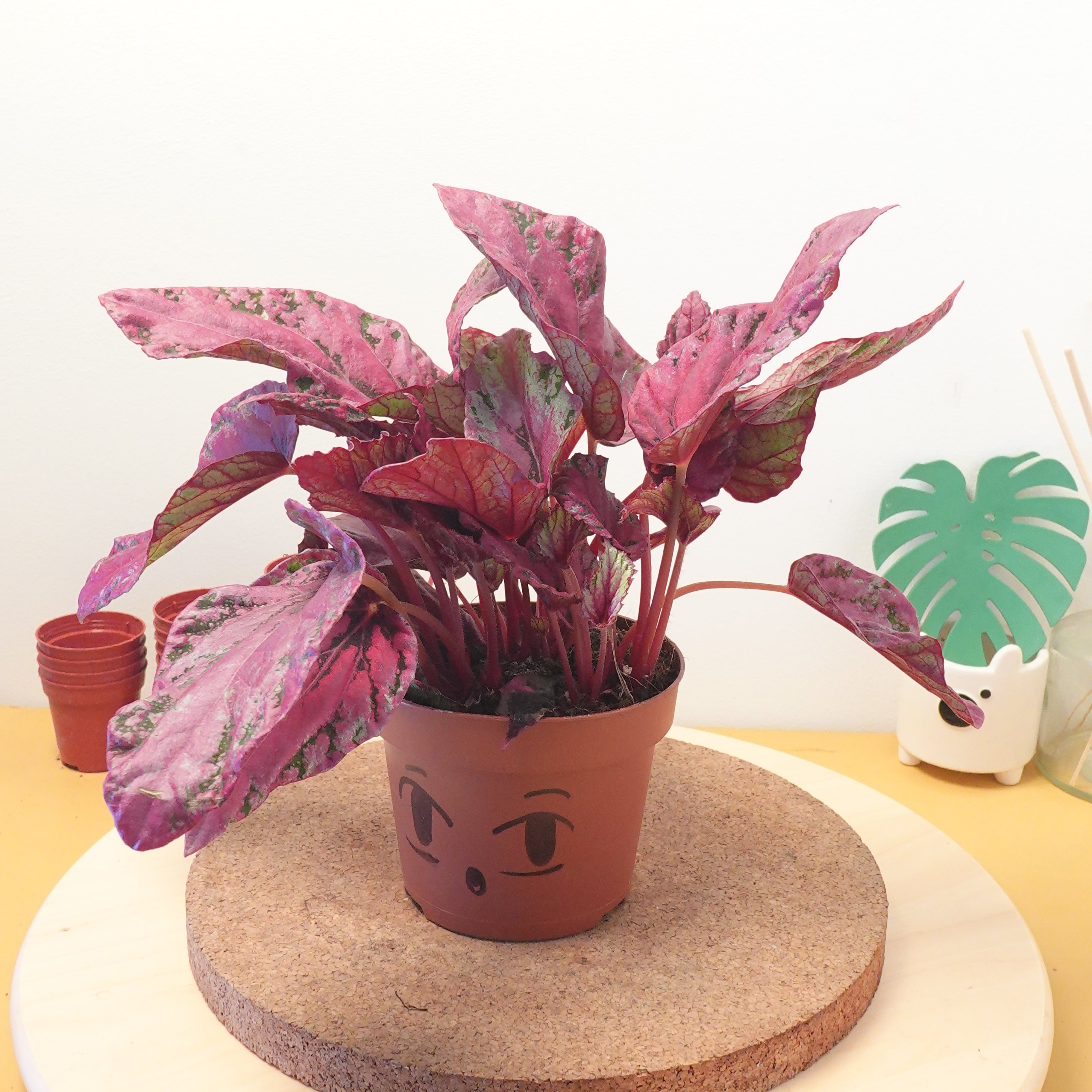 Begonia 'Maui Sunset'