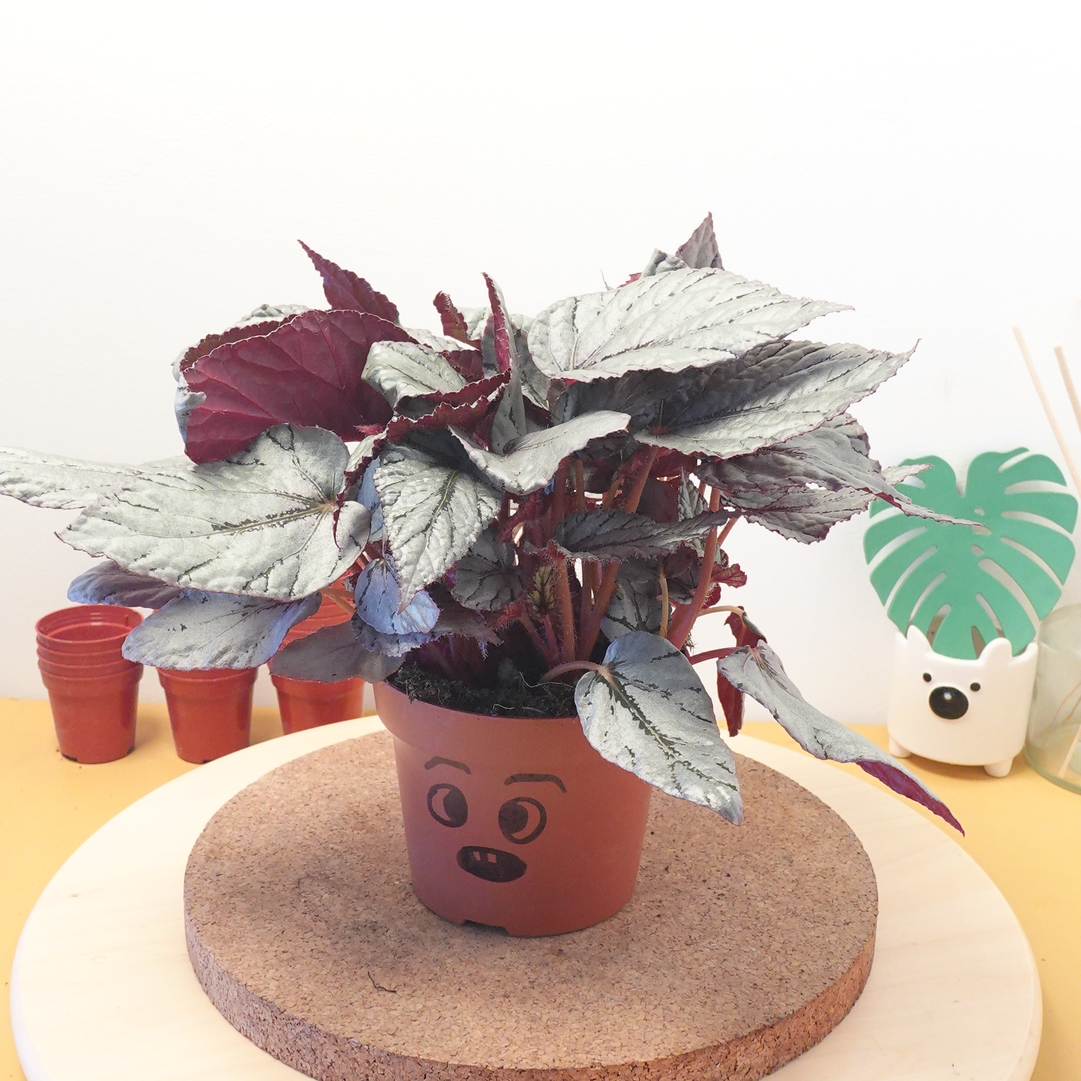 Begonia BELEAF ARCTIC BREEZE