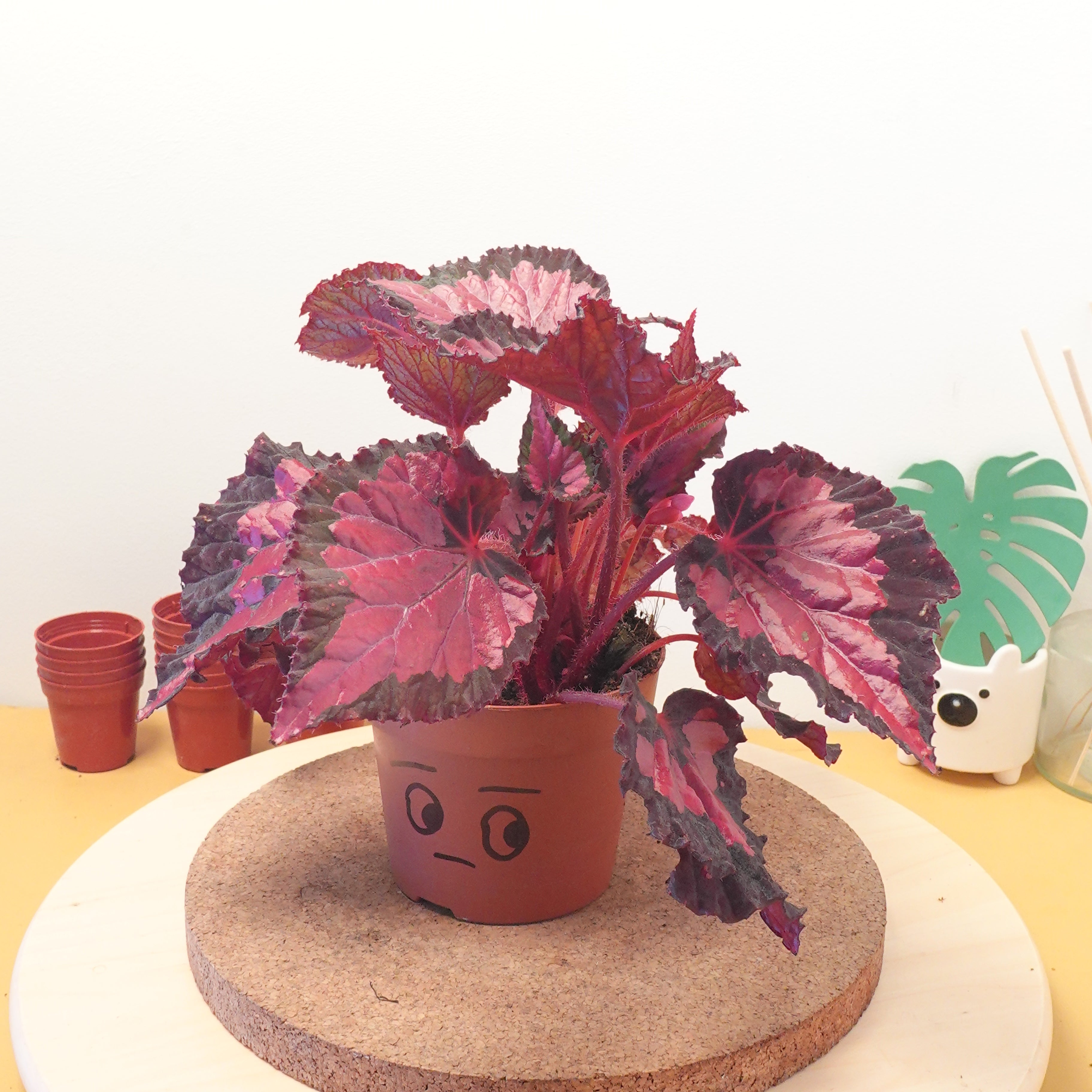 Begonia BELEAF INCA NIGHT