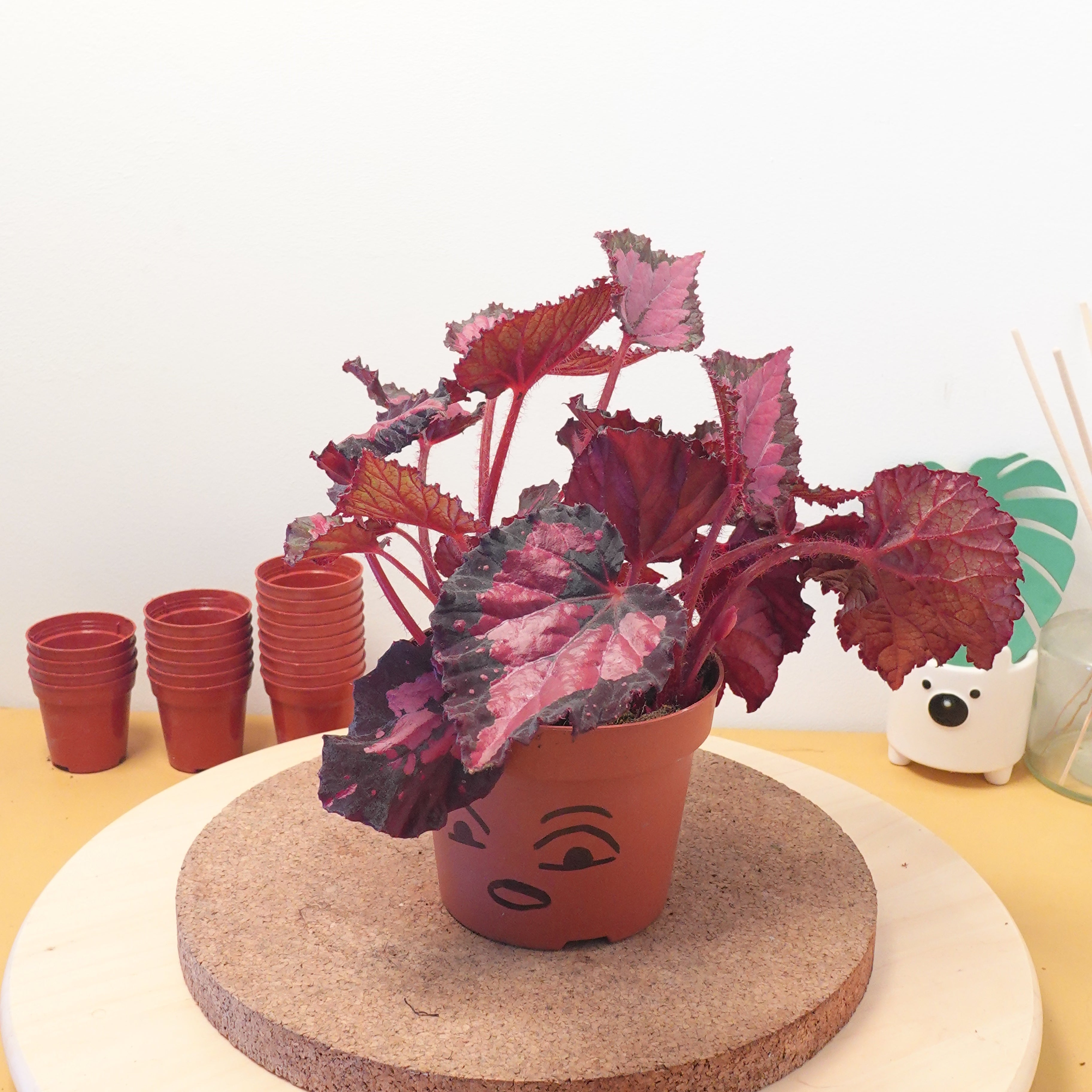 Begonia BELEAF INCA NIGHT