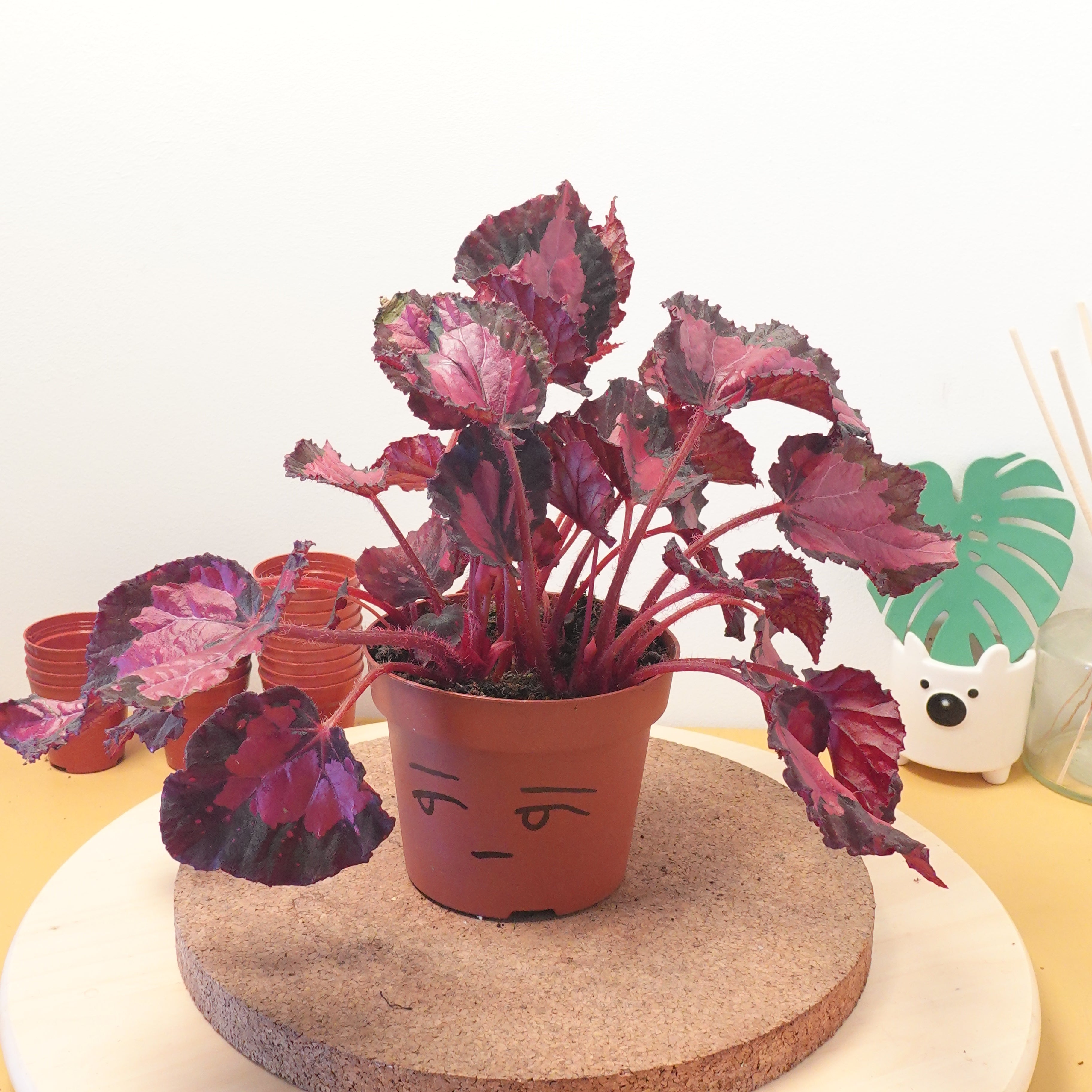 Begonia BELEAF INCA NIGHT