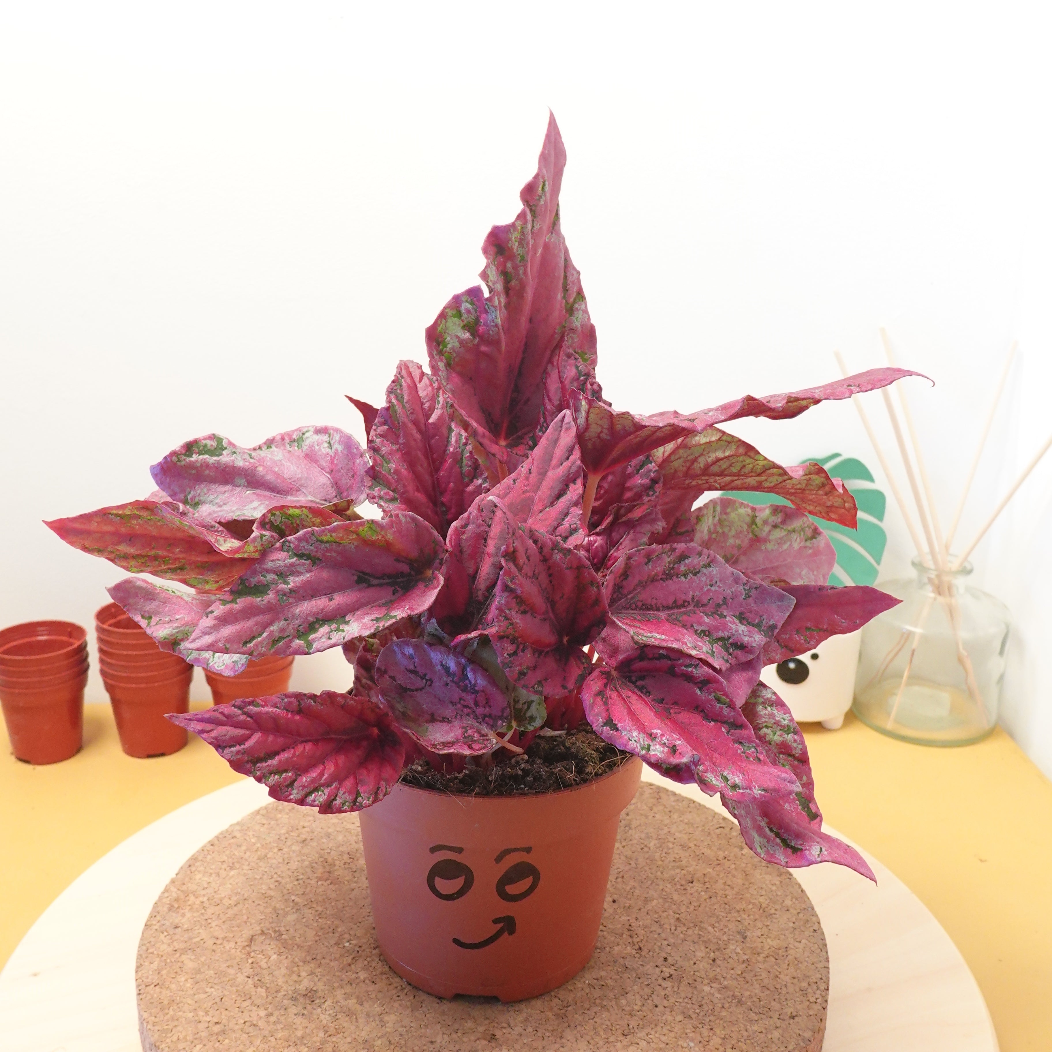 Begonia 'Maui Sunset'