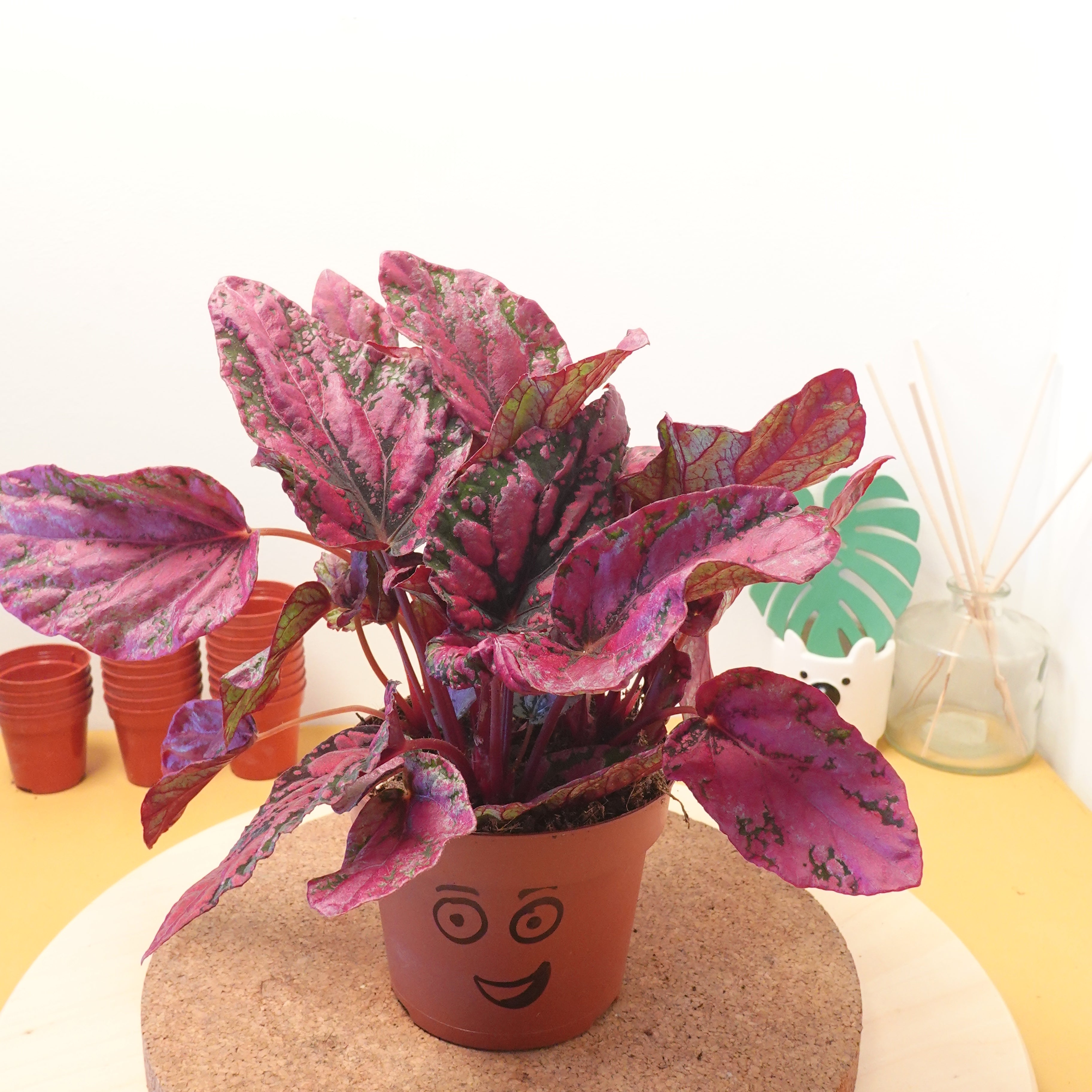 Begonia 'Maui Sunset'