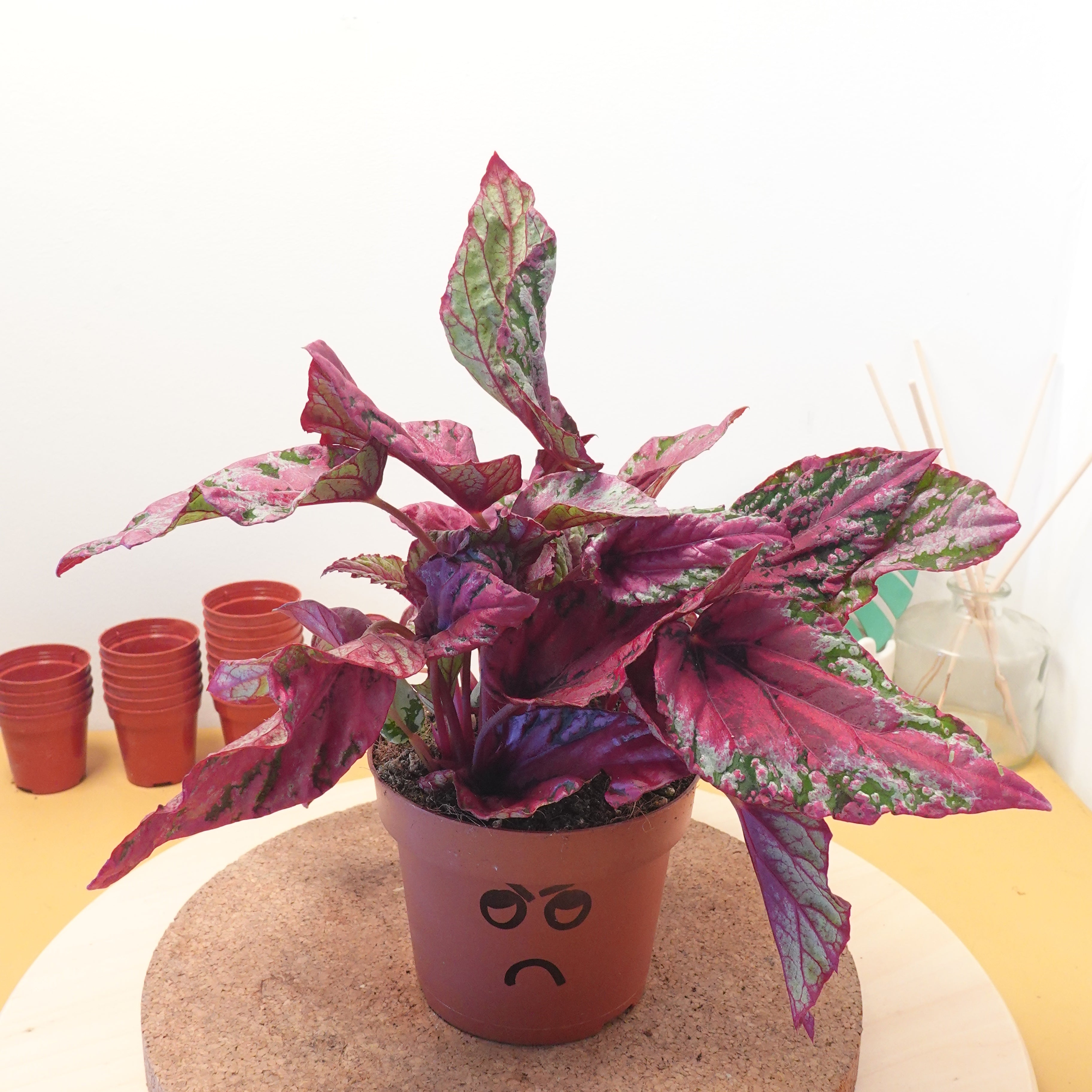 Begonia 'Maui Sunset'