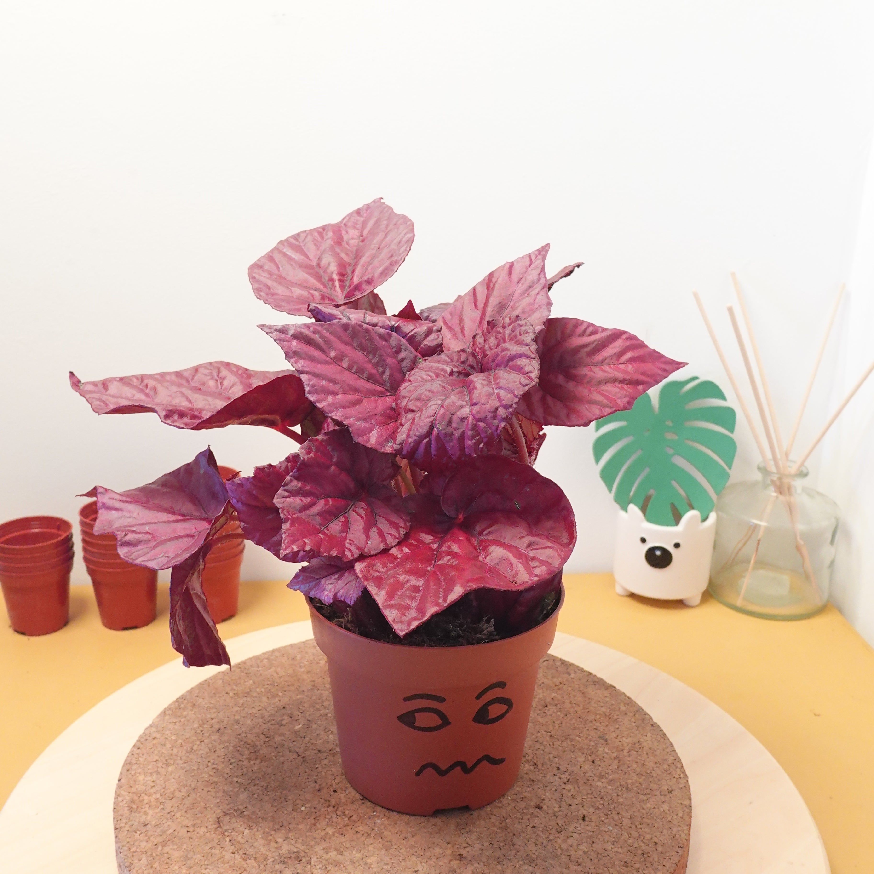 Begonia BELEAF INCA FLAME