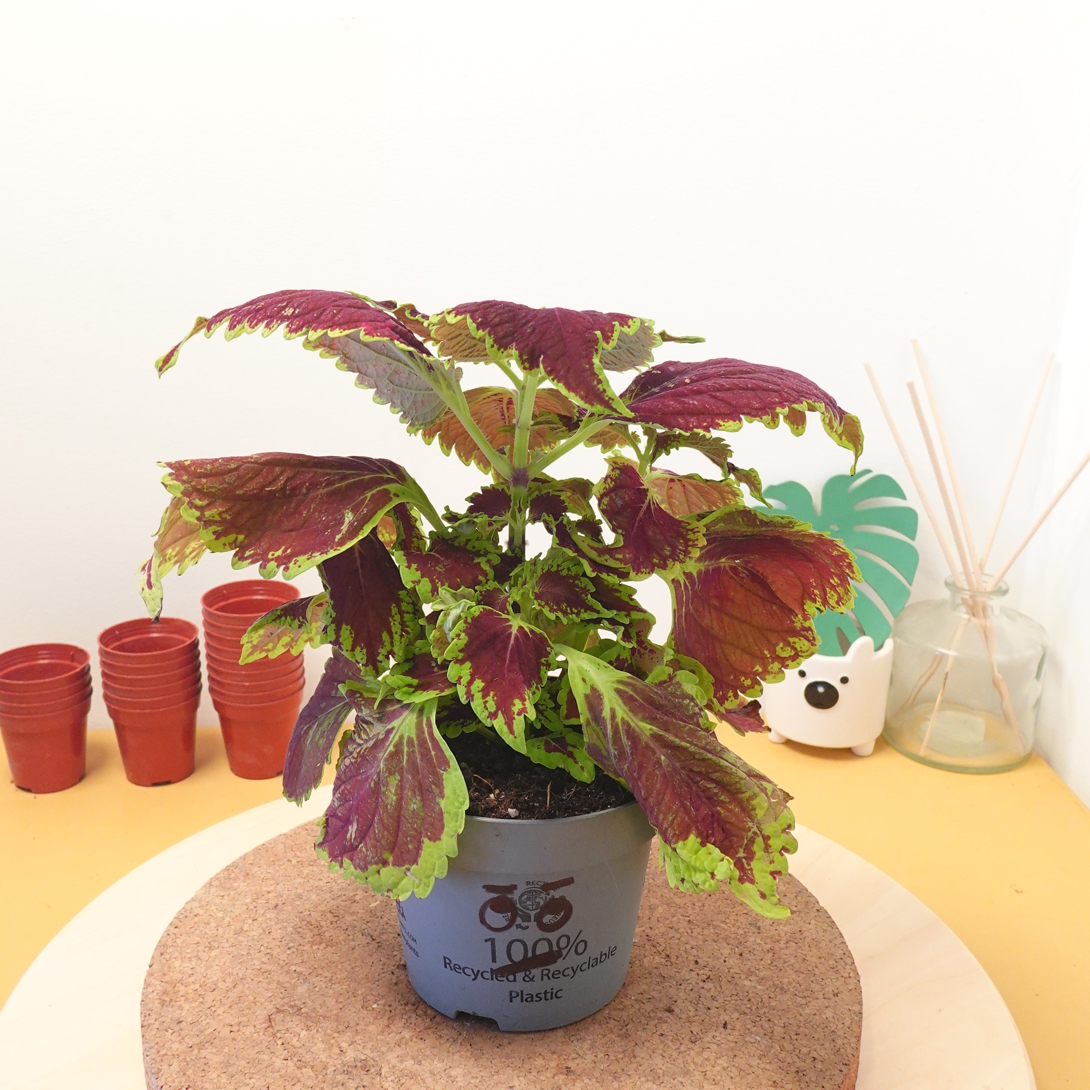 Coleus White Flower Farm